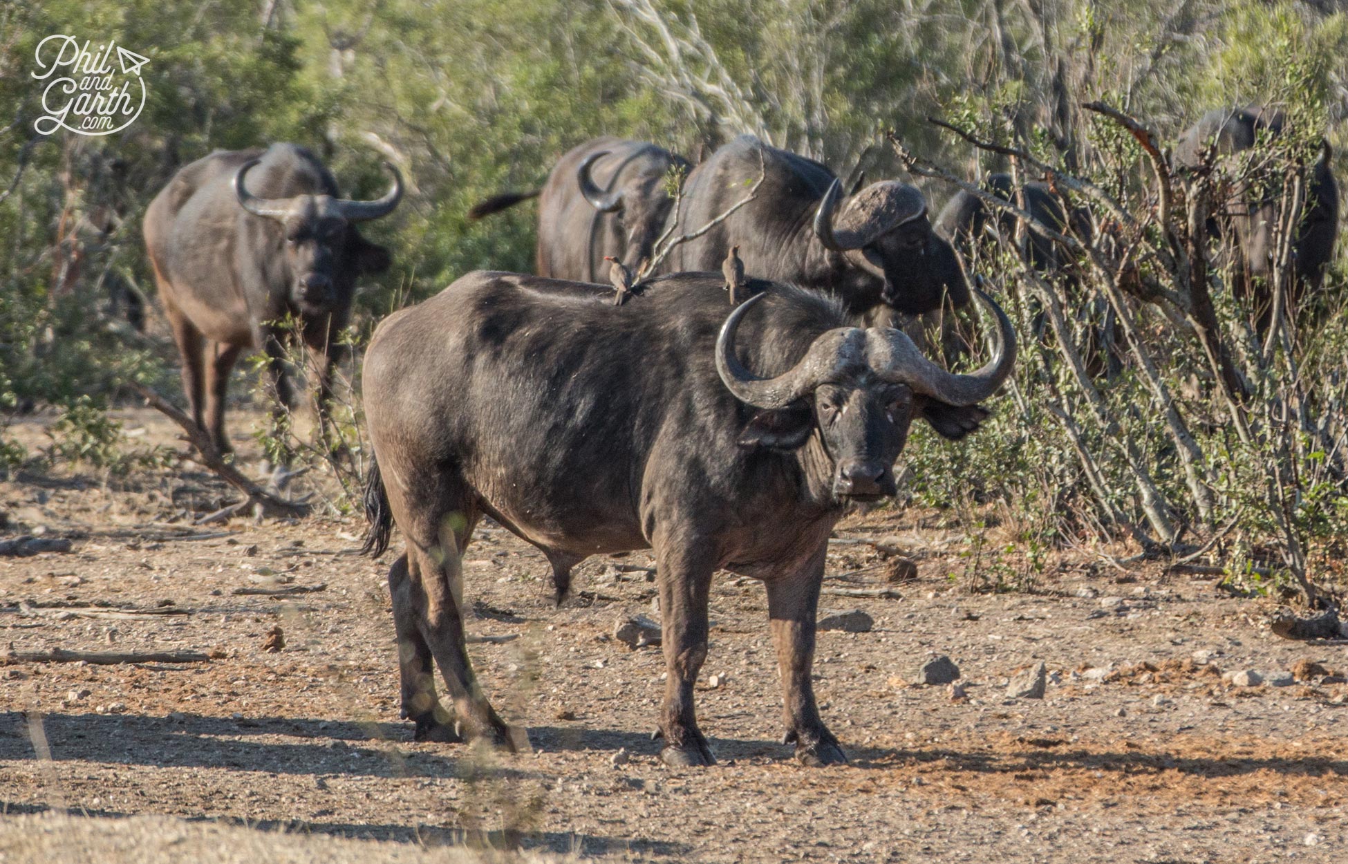 Buffalos - Considered one of the most dangerous animals, because they can charge at the last minute 