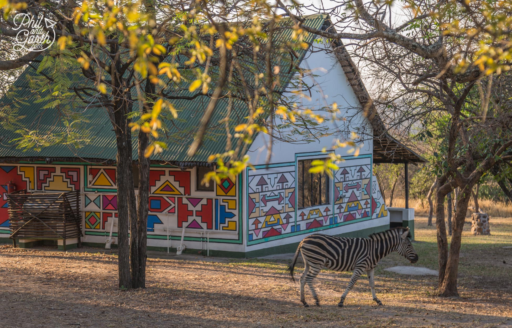 A zebra wanders around our safari accommodation