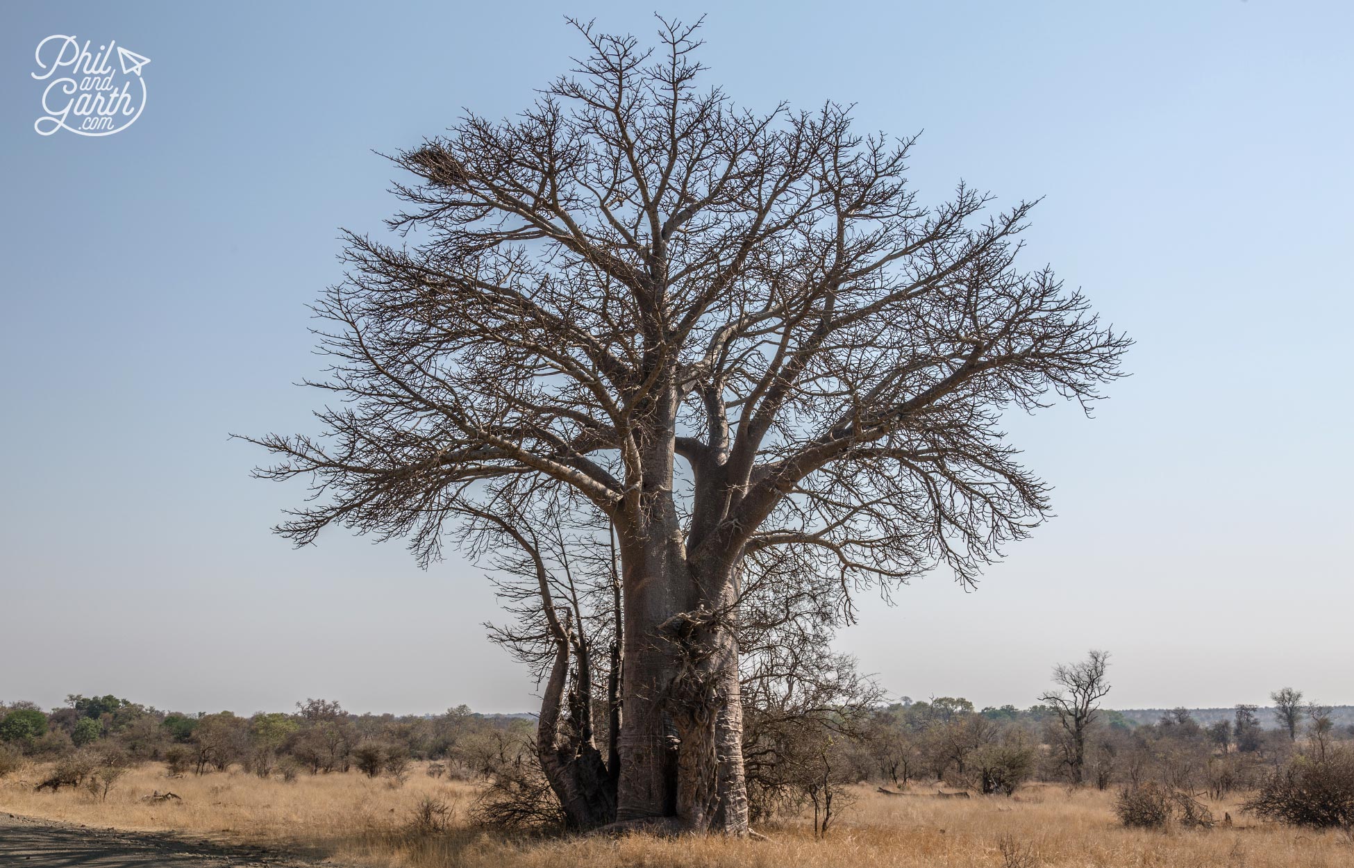 An ancient Baobab tree - Some in Kruger are 4,000 years old