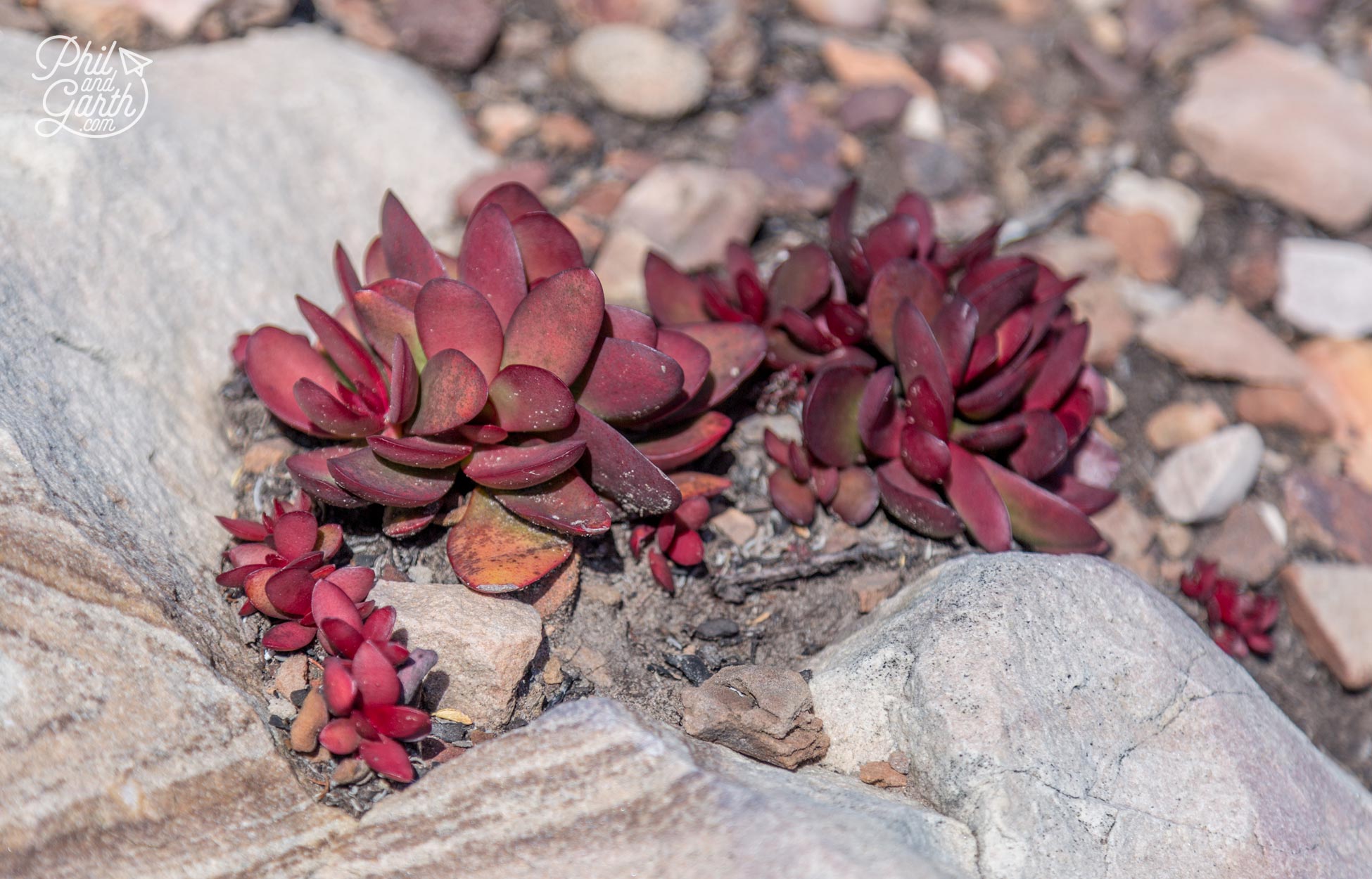 The Garden Route - Delicate alpine looking plants in the rock