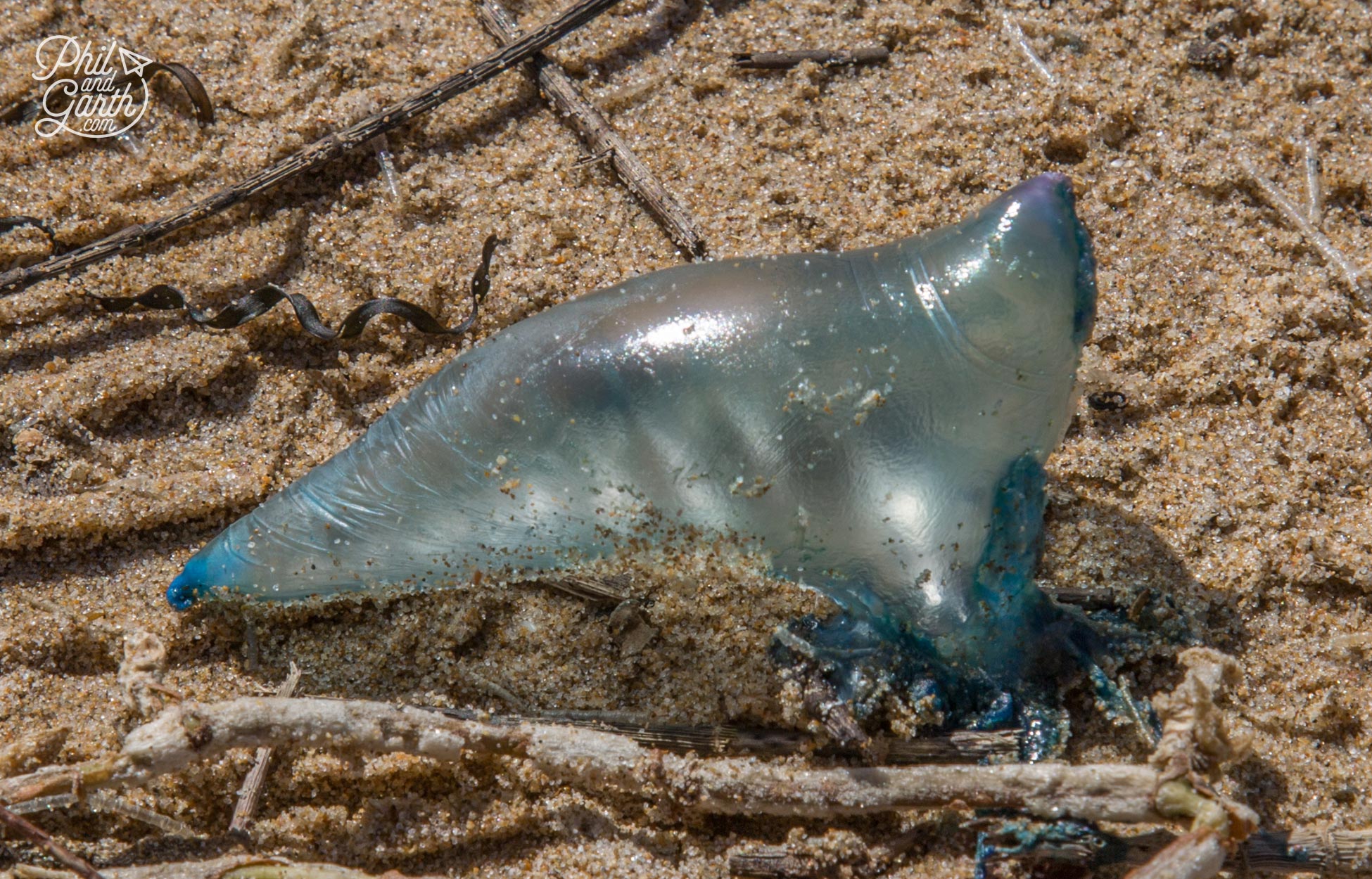 Blue Bottle jellyfish that look like plastic bags
