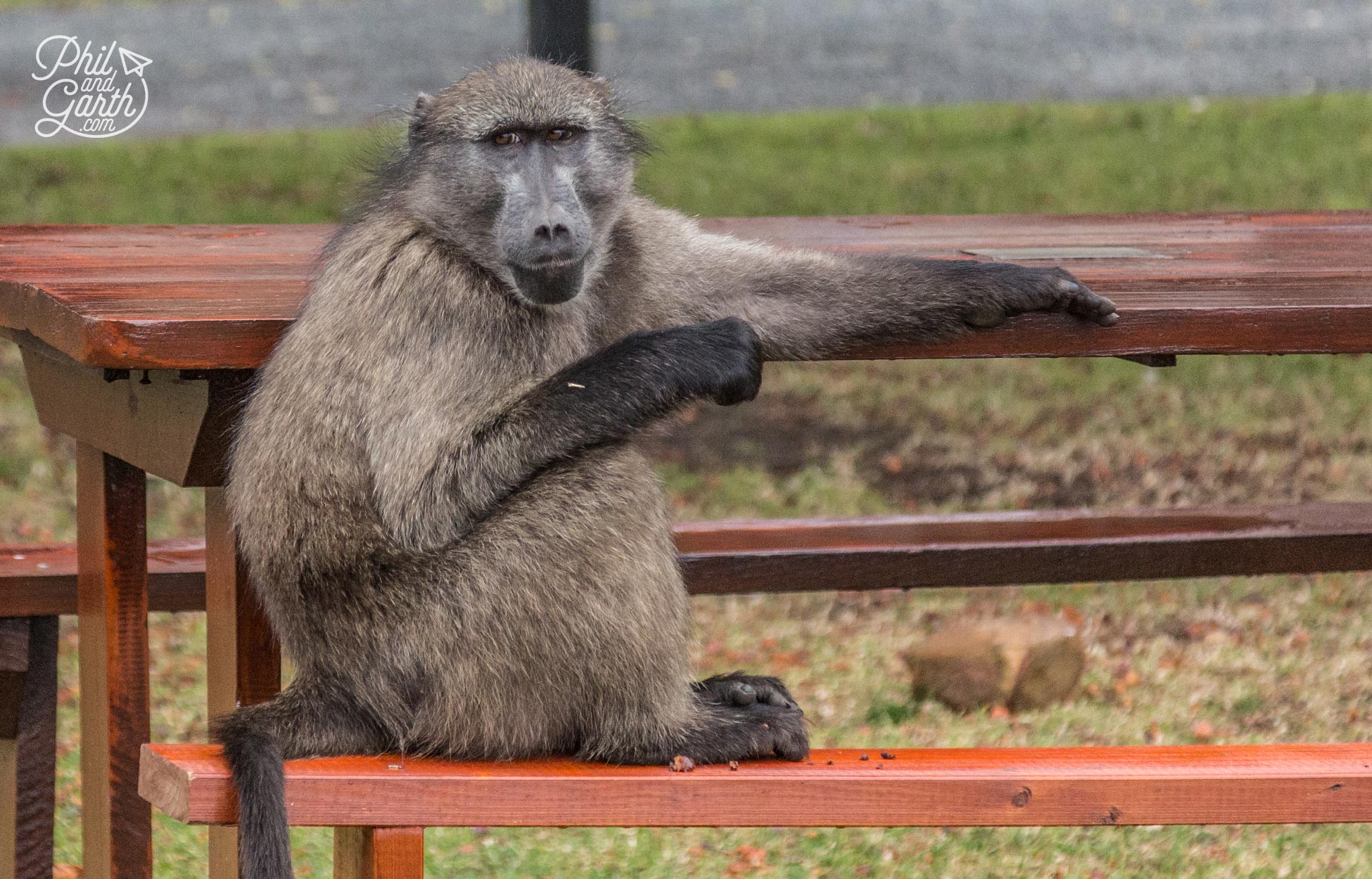 These baboons are so naughty, so watch out!