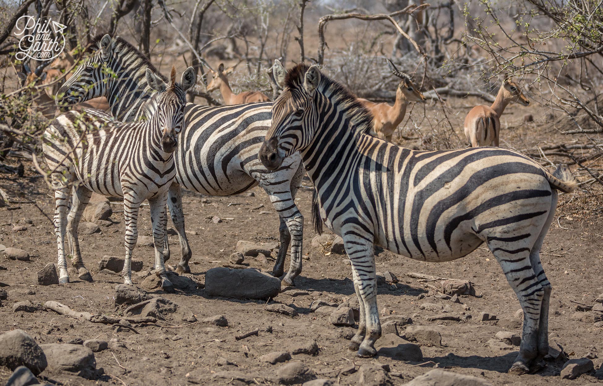 2 day Kruger National Park Safari - Zebras gather near to a watering hole - Zebras really do look like painted horses