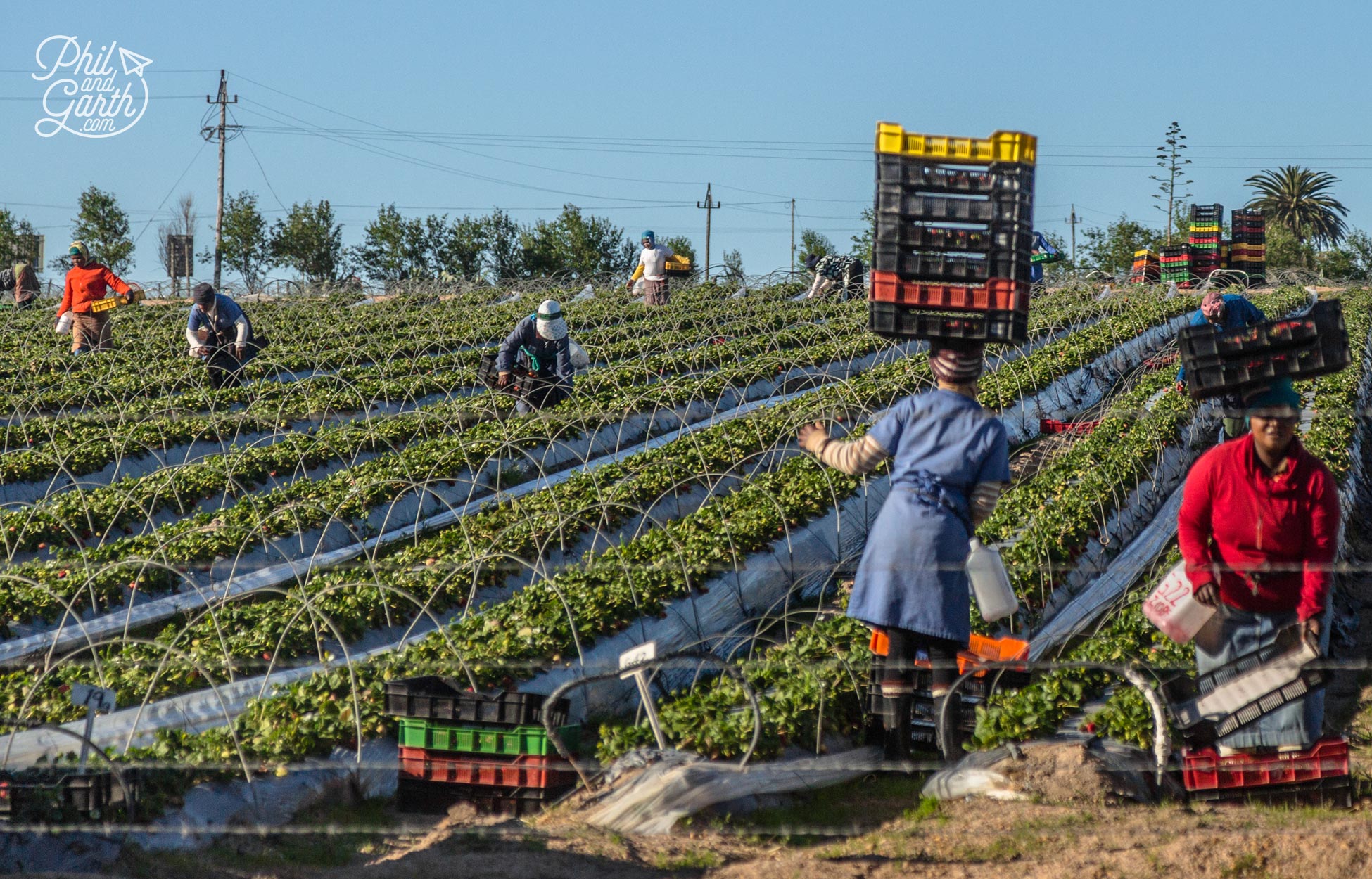 South African strawberry pickers expertly balancing boxes on their heads!