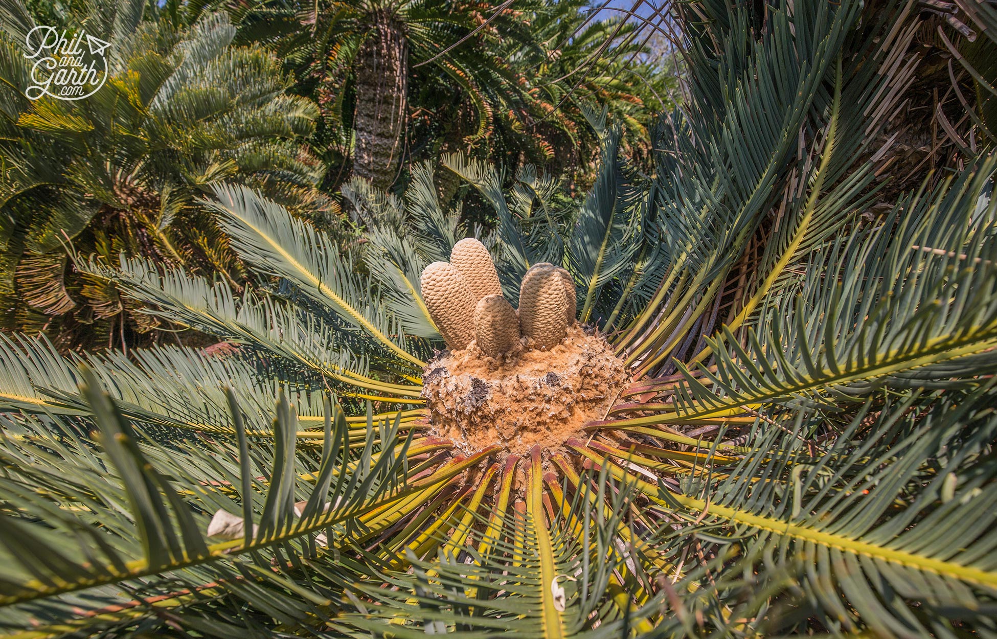 Plants the dinosaurs saw - this is a Cycad, often referred to as a living fossil