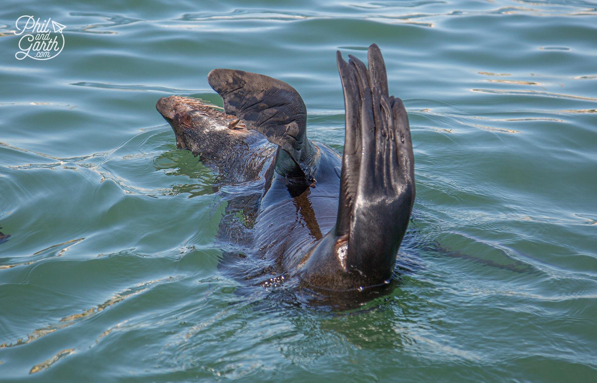 Seals having fun in the harbour water