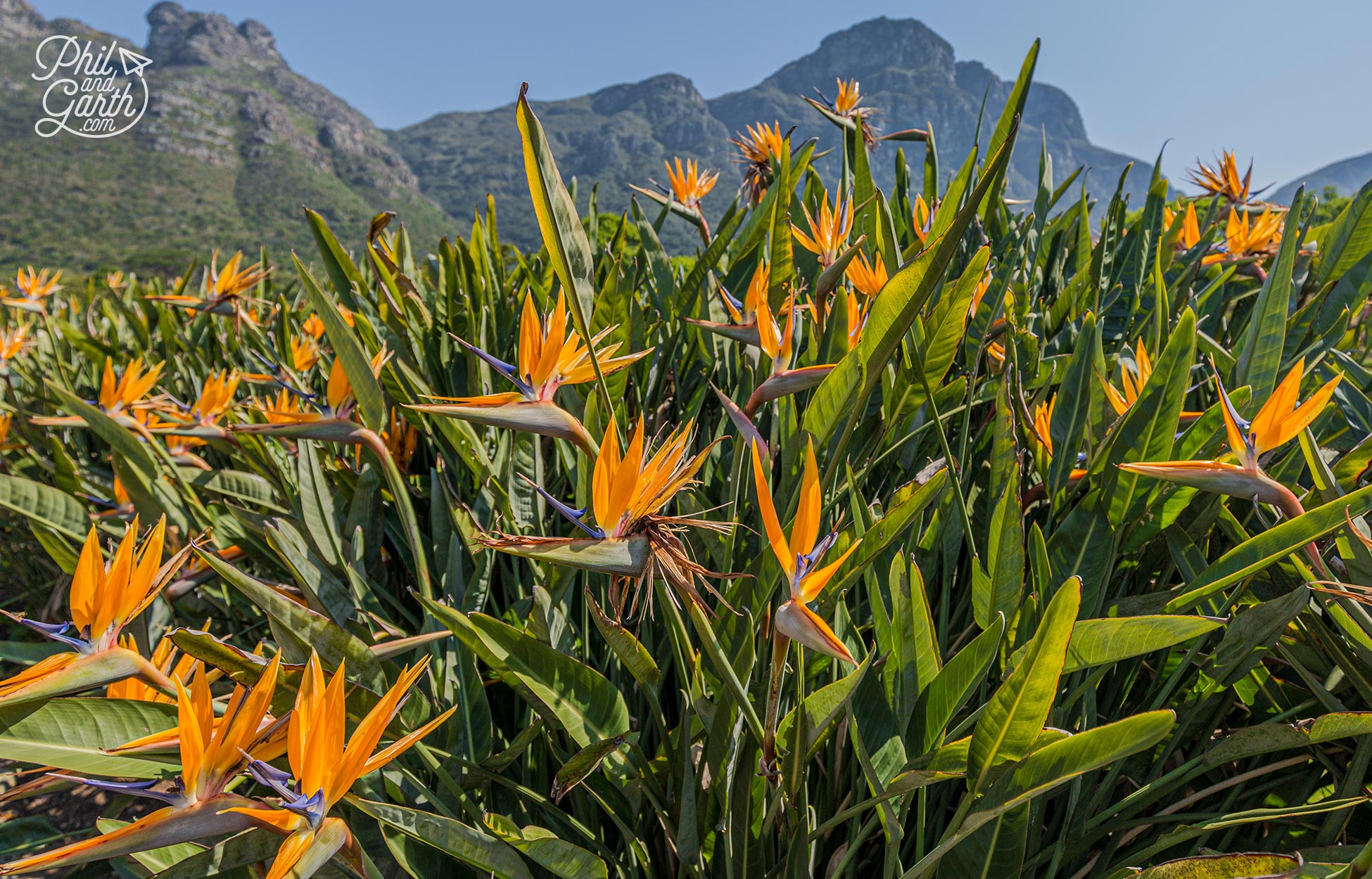 The wonderful flowers of the Birds Of Paradise plants