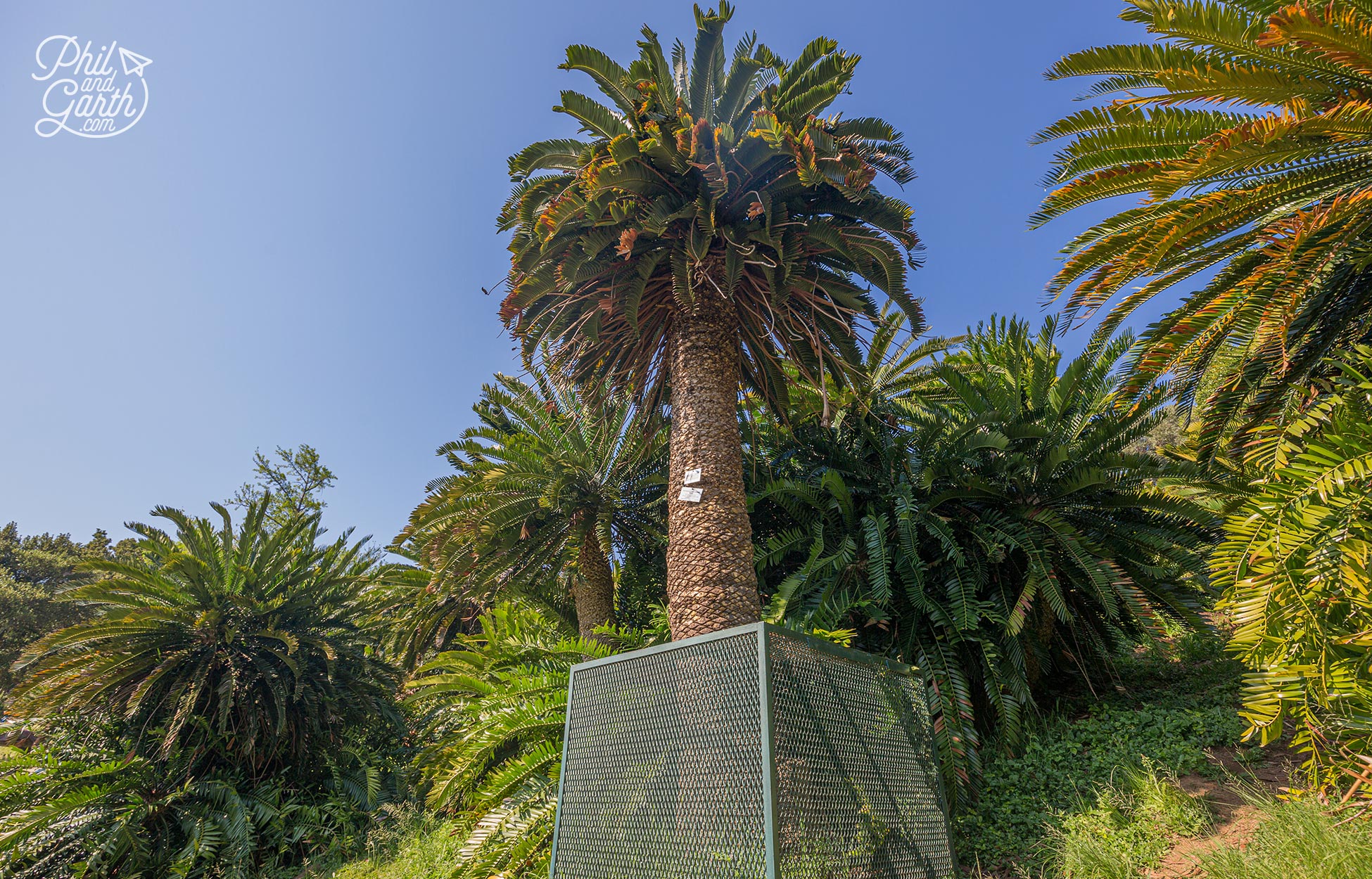 The oldest plant in South Africa - Wood's Cycad (Encephalartos woodii)