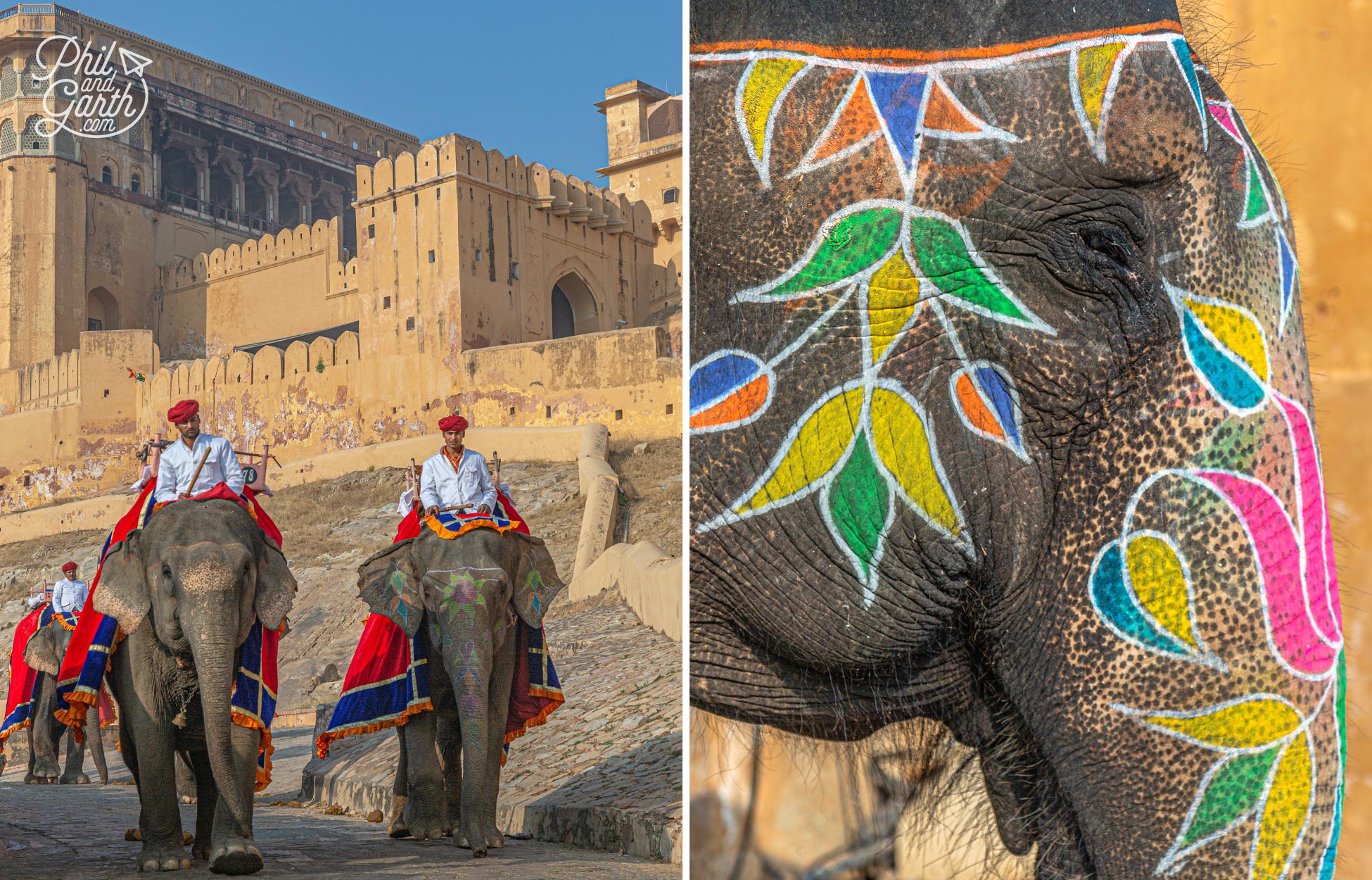 Male elephants are aggressive so female elephants carry tourists to the fort's entrance