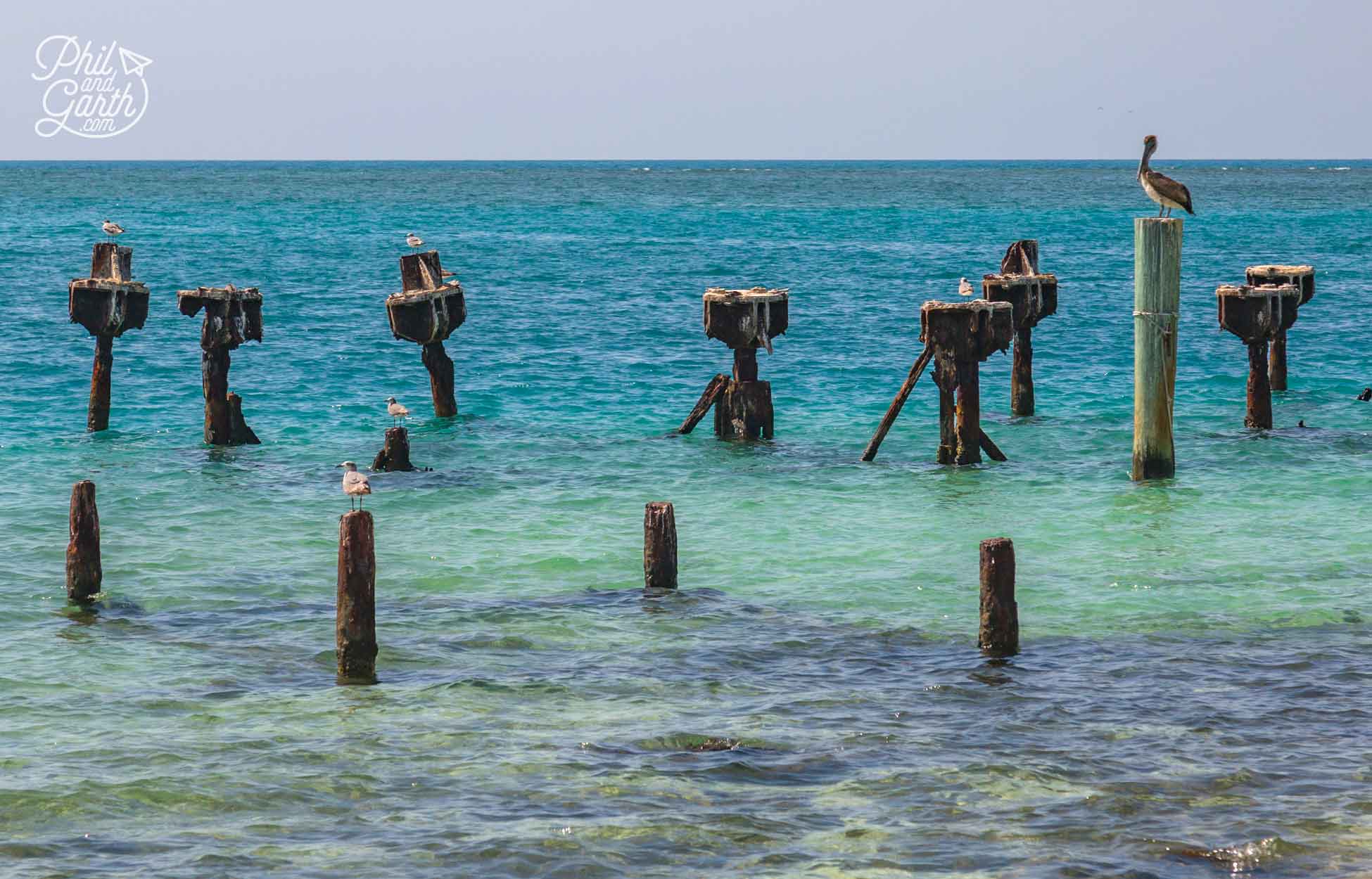 Old pilings that stick up out of the water are a great place to snorkel
