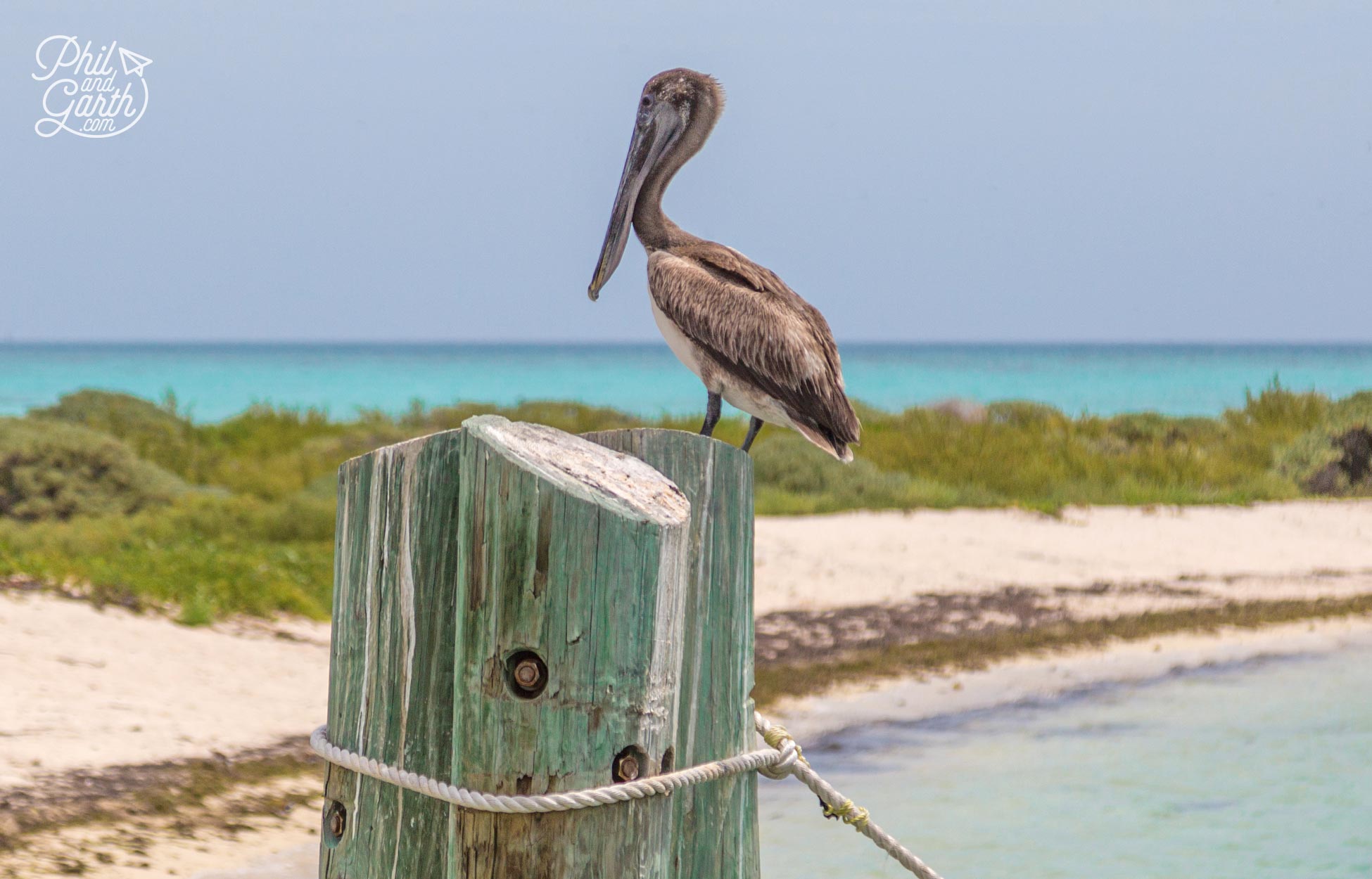 Plenty of bird watching opportunities at the Dry Tortugas National Park