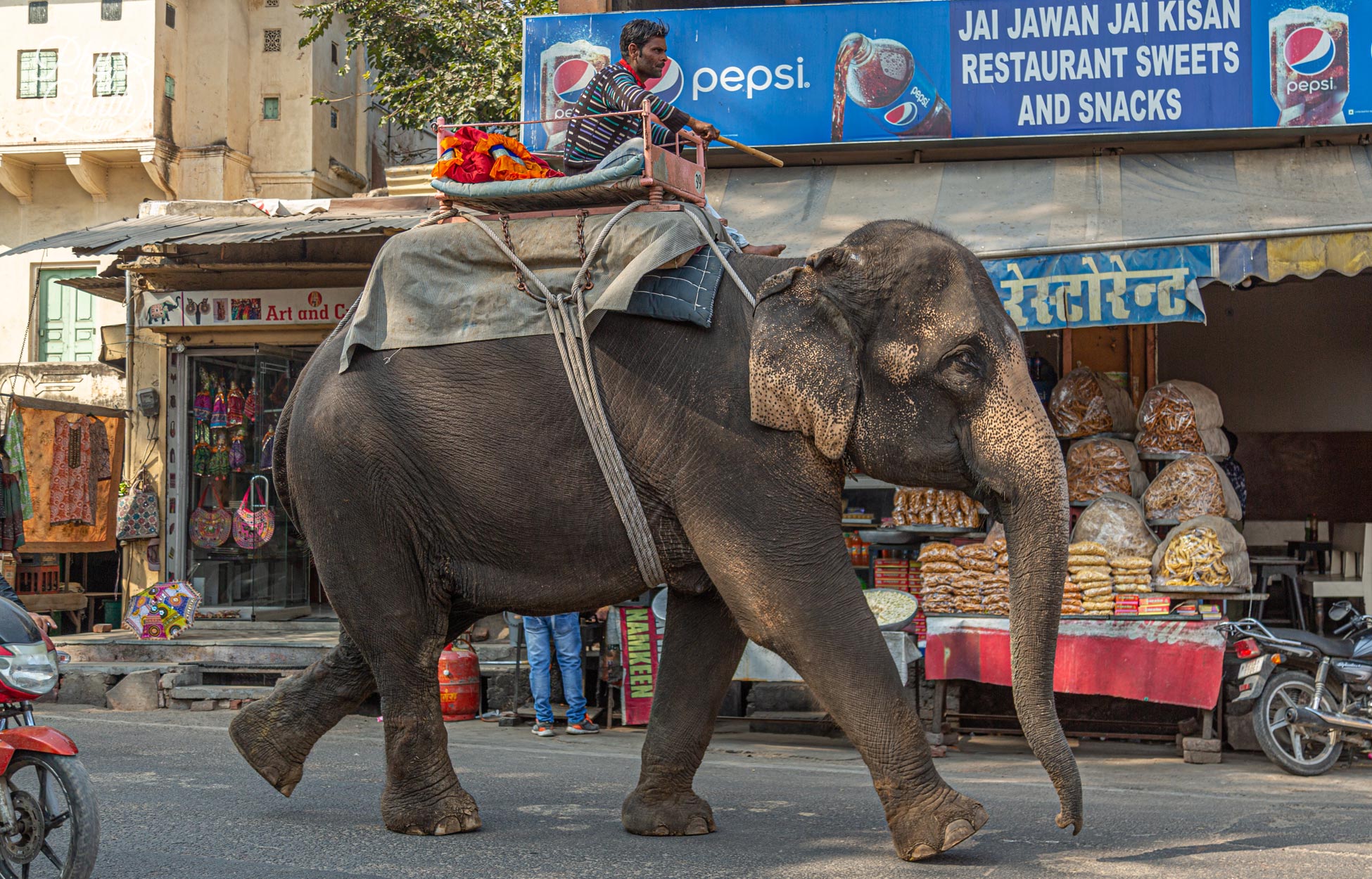 An elephant in the street isn't a sight you see very often!