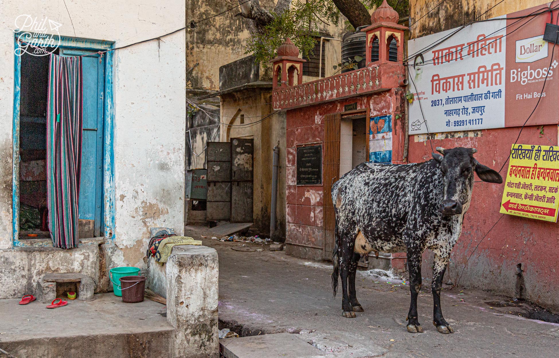 A holy cow wandering the streets