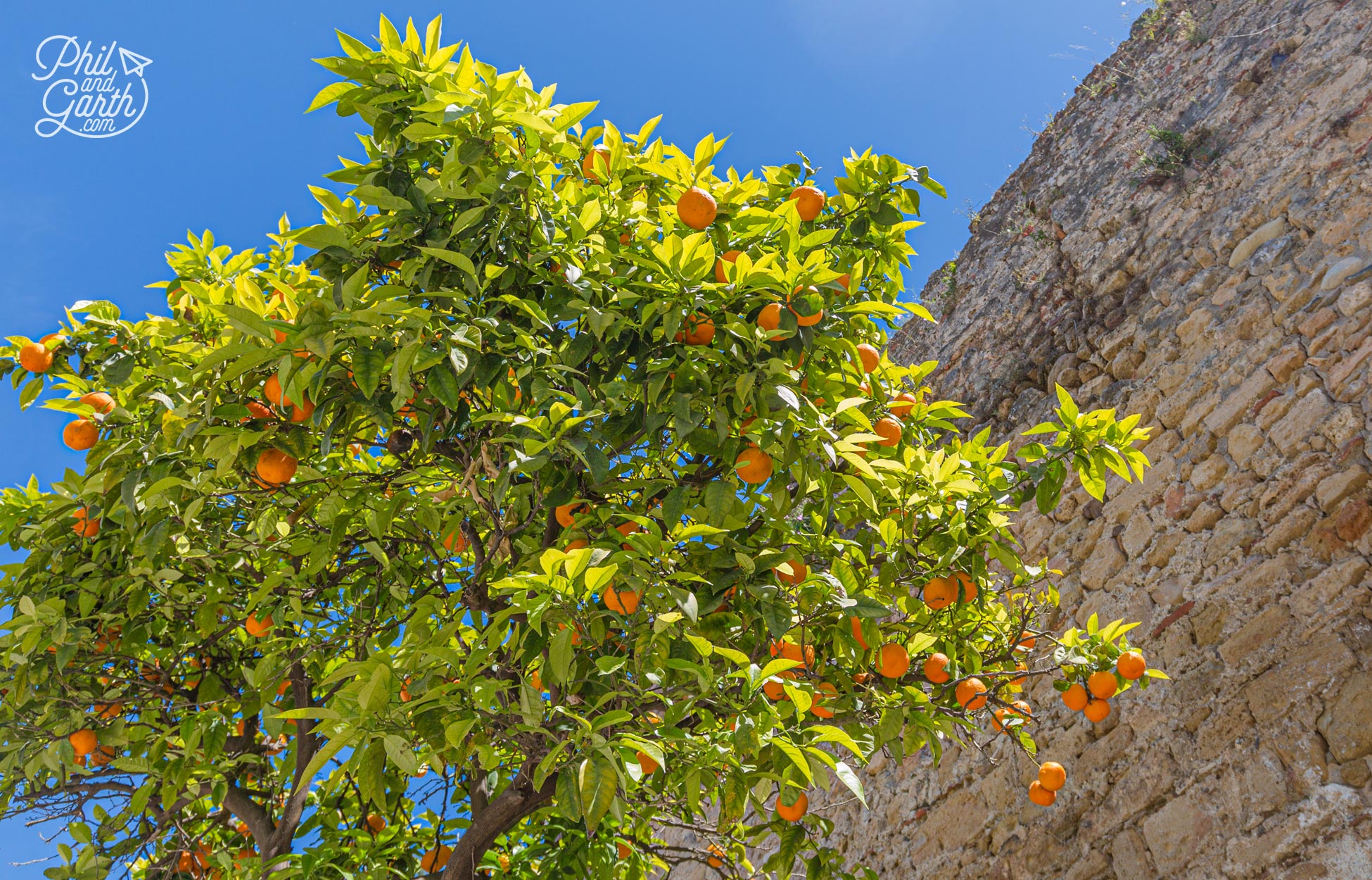 A tree full of juicy oranges next to the Moorish wall