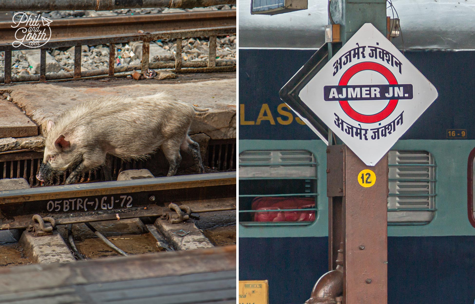 Pigs wandering around the Ajmer train tracks