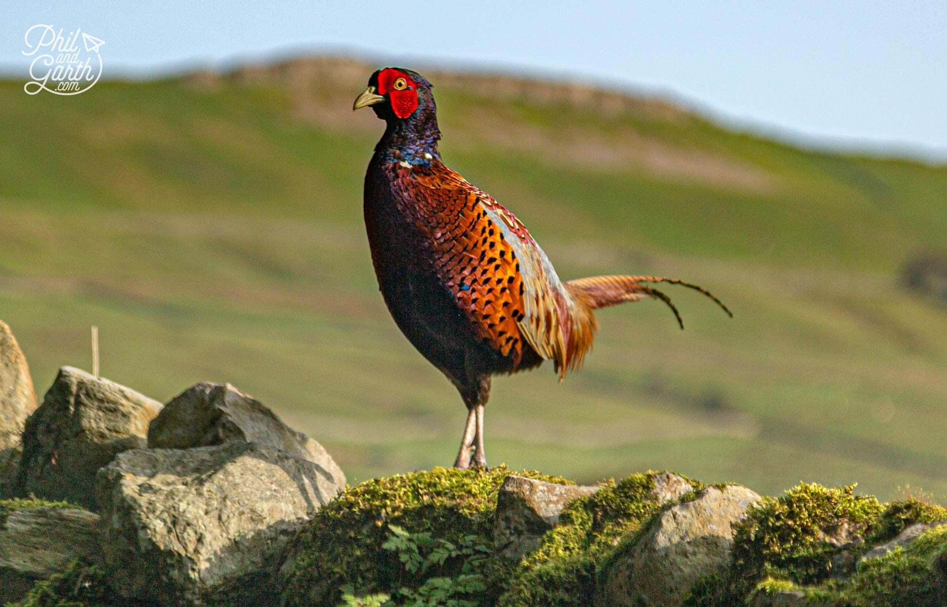 So many beautiful pheasants and grouse around our holiday cottage