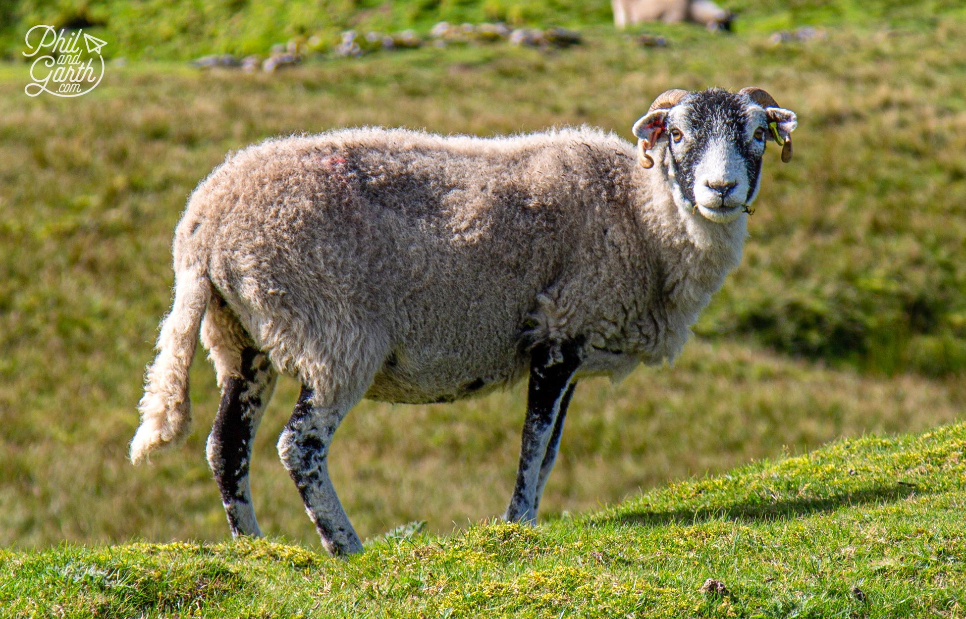 Swaledale sheep are known for their hardiness in exposed places