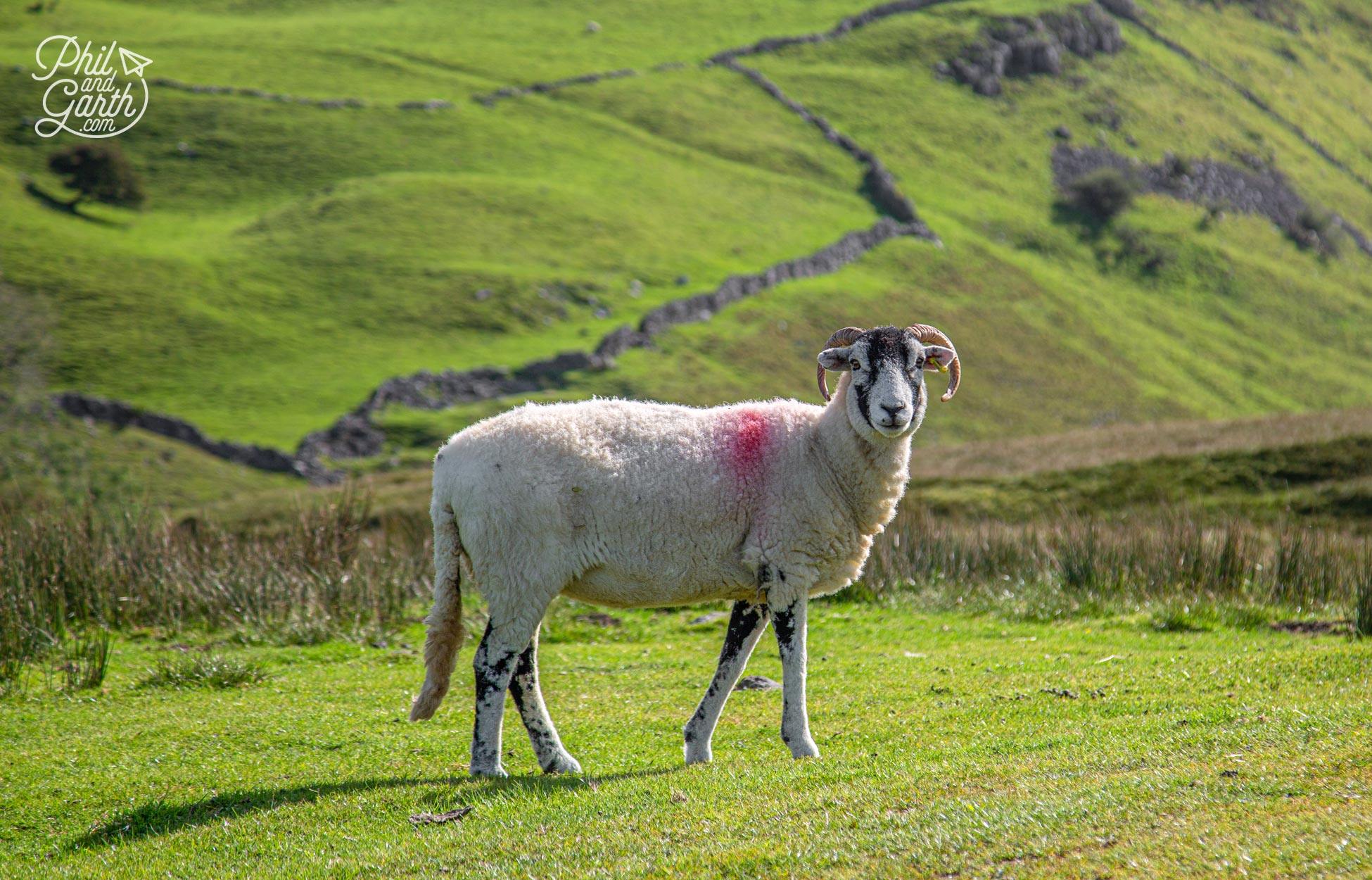 Swaledale sheep with their curly horns are an iconic sight in the Yorkshire Dales