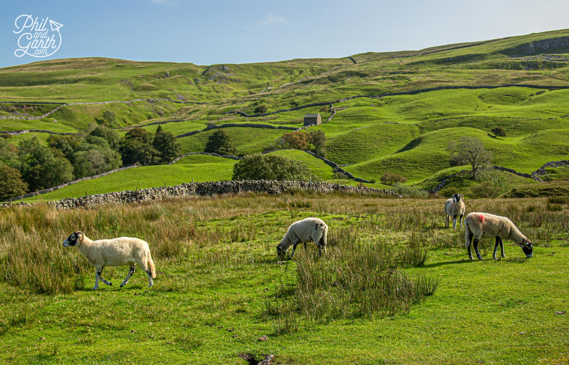 Swaledale sheep have a thick and coarse off white coat