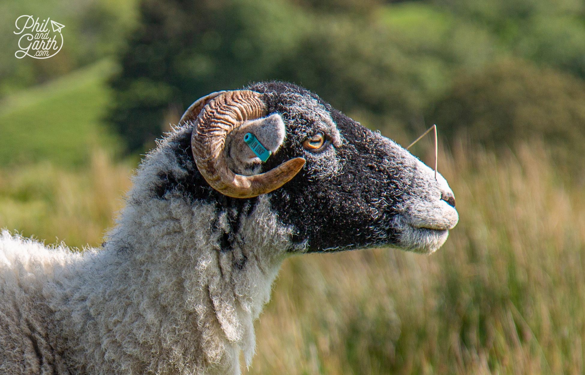 Swaledale sheep have distinctive curled horns