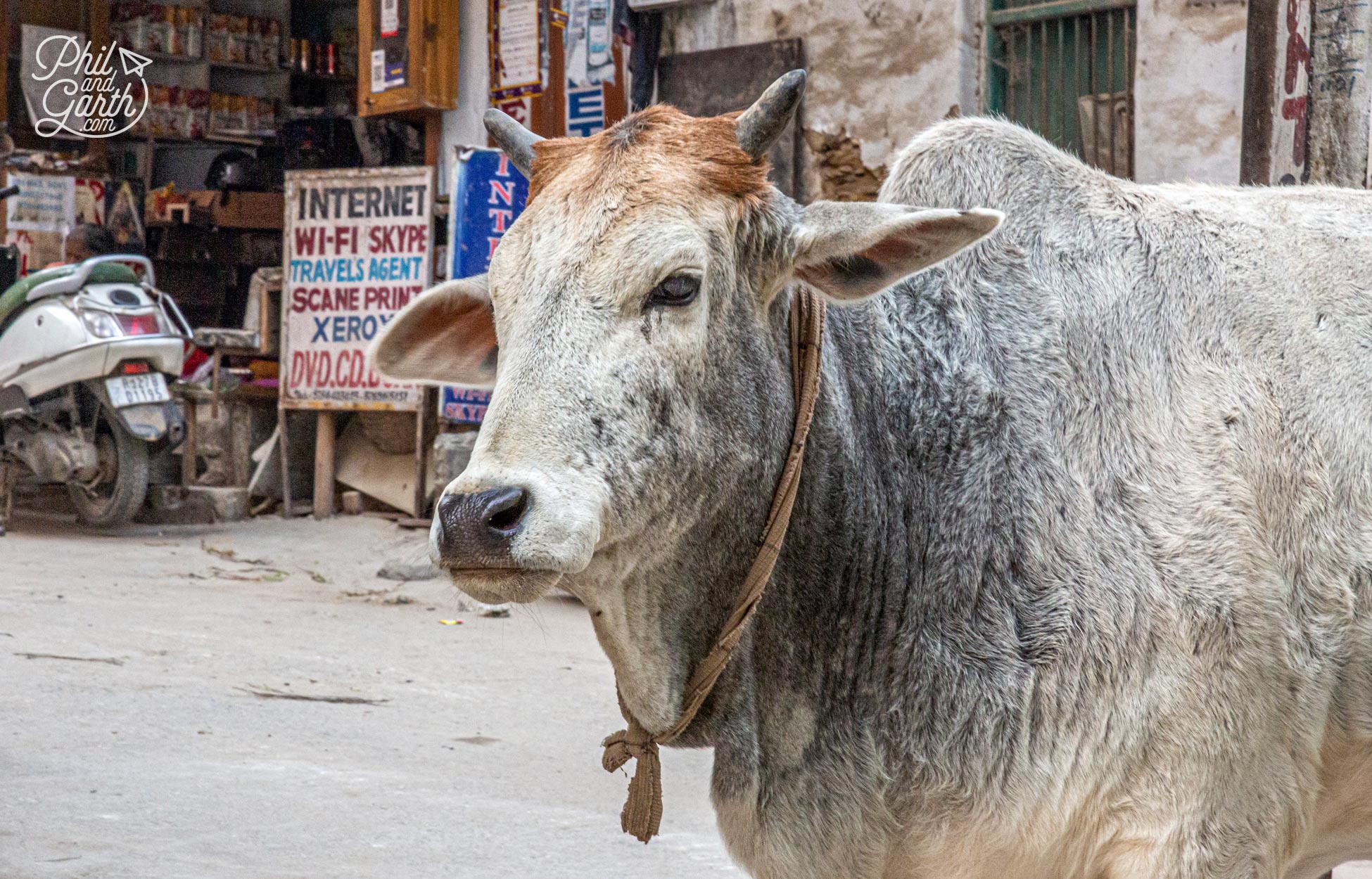 We saw more cows wandering the streets of Udaipur than any Indian city we visited