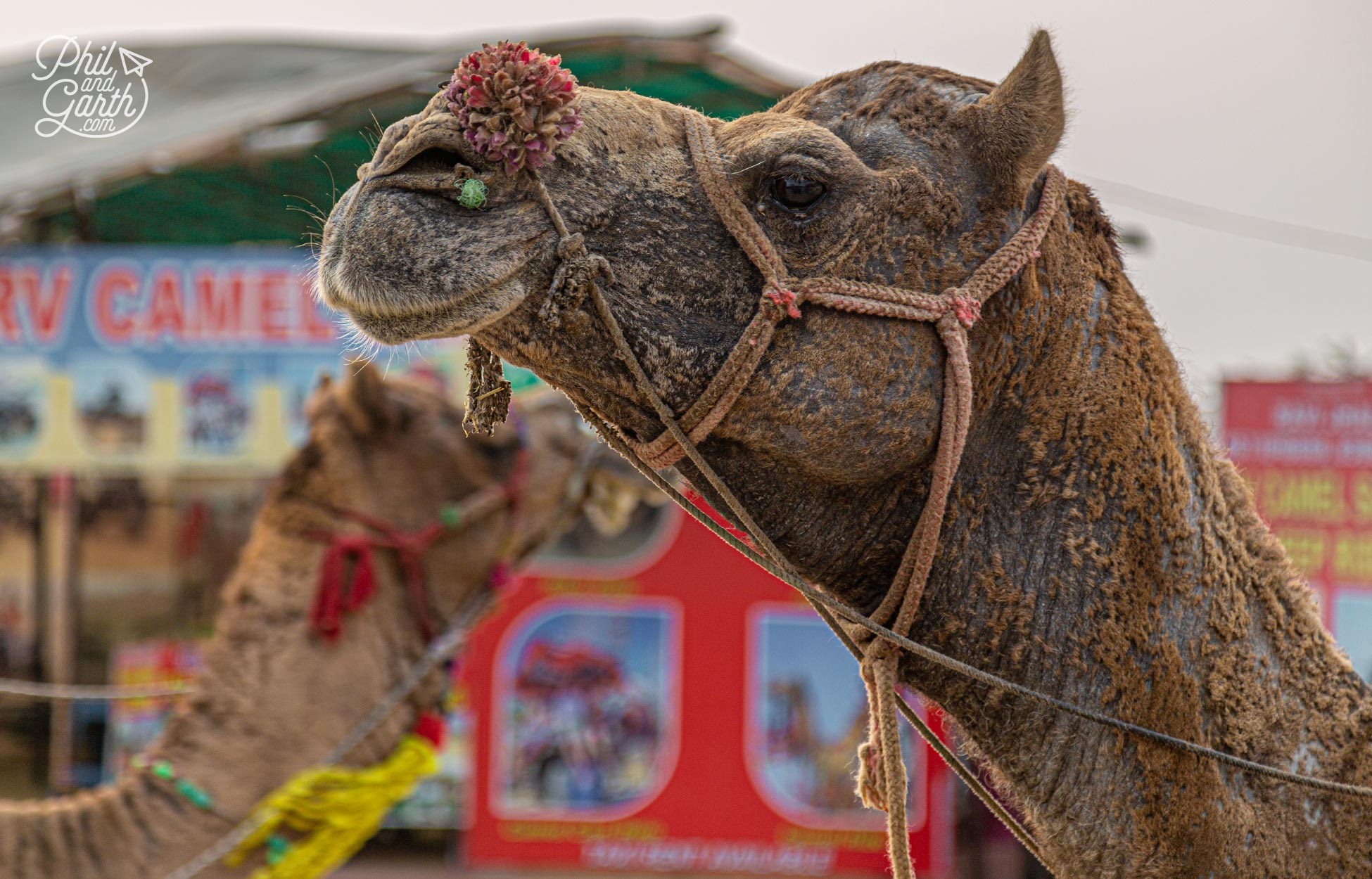 Camels waiting to go on safari