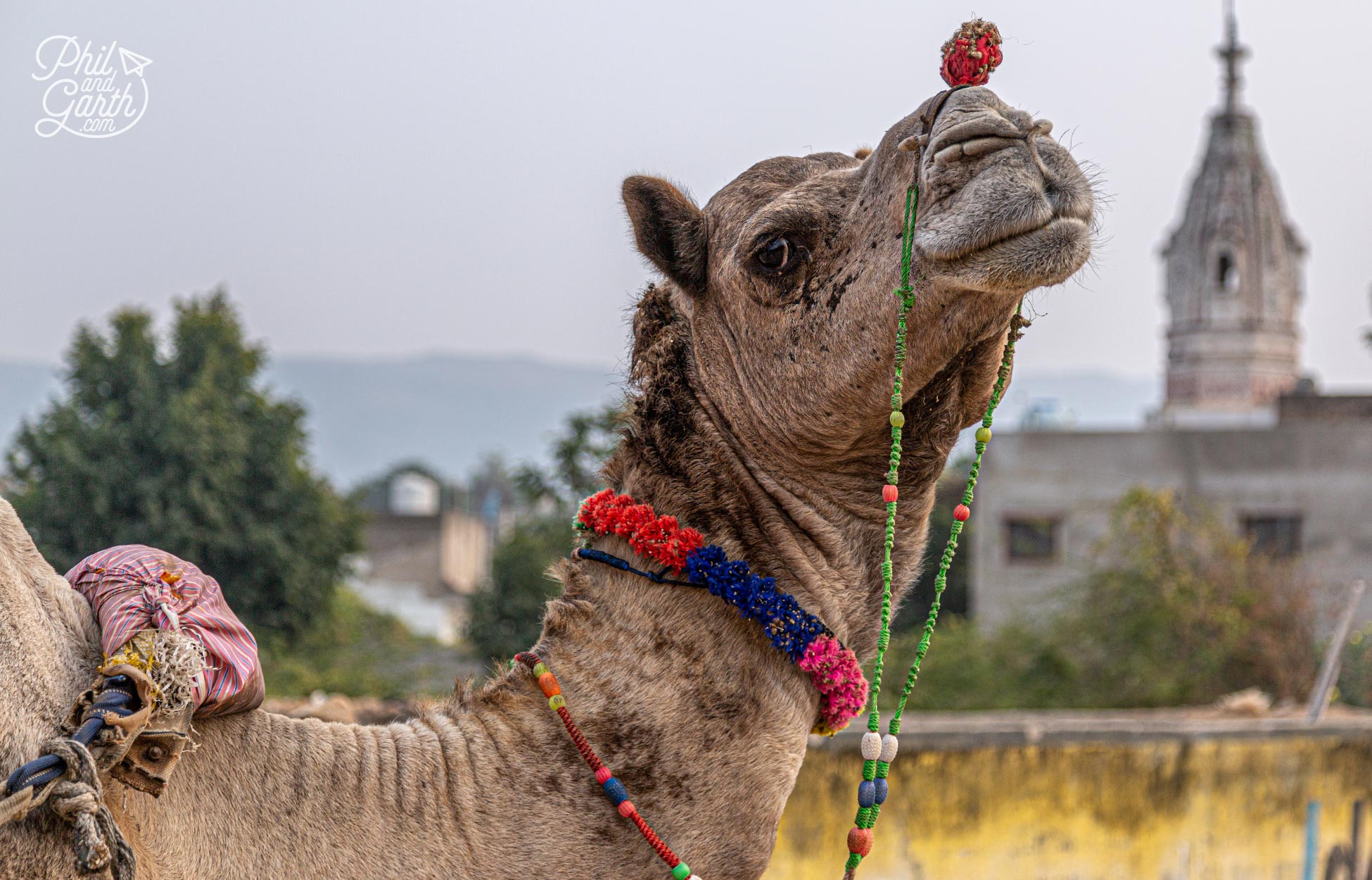 Camel safaris are a popular excursion for tourists, but not for us