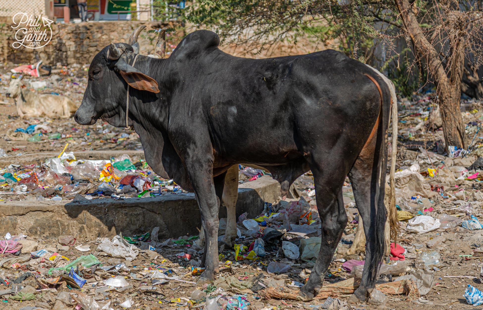 Cows eating what food they can find in the rubble and rubbish