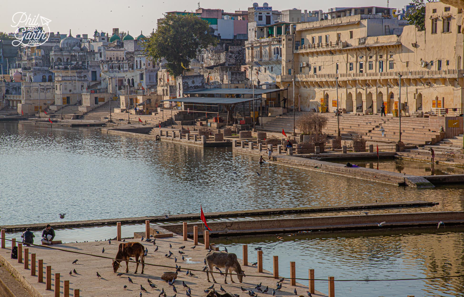 Holy cows also wander around the ghats of Pushkar, India
