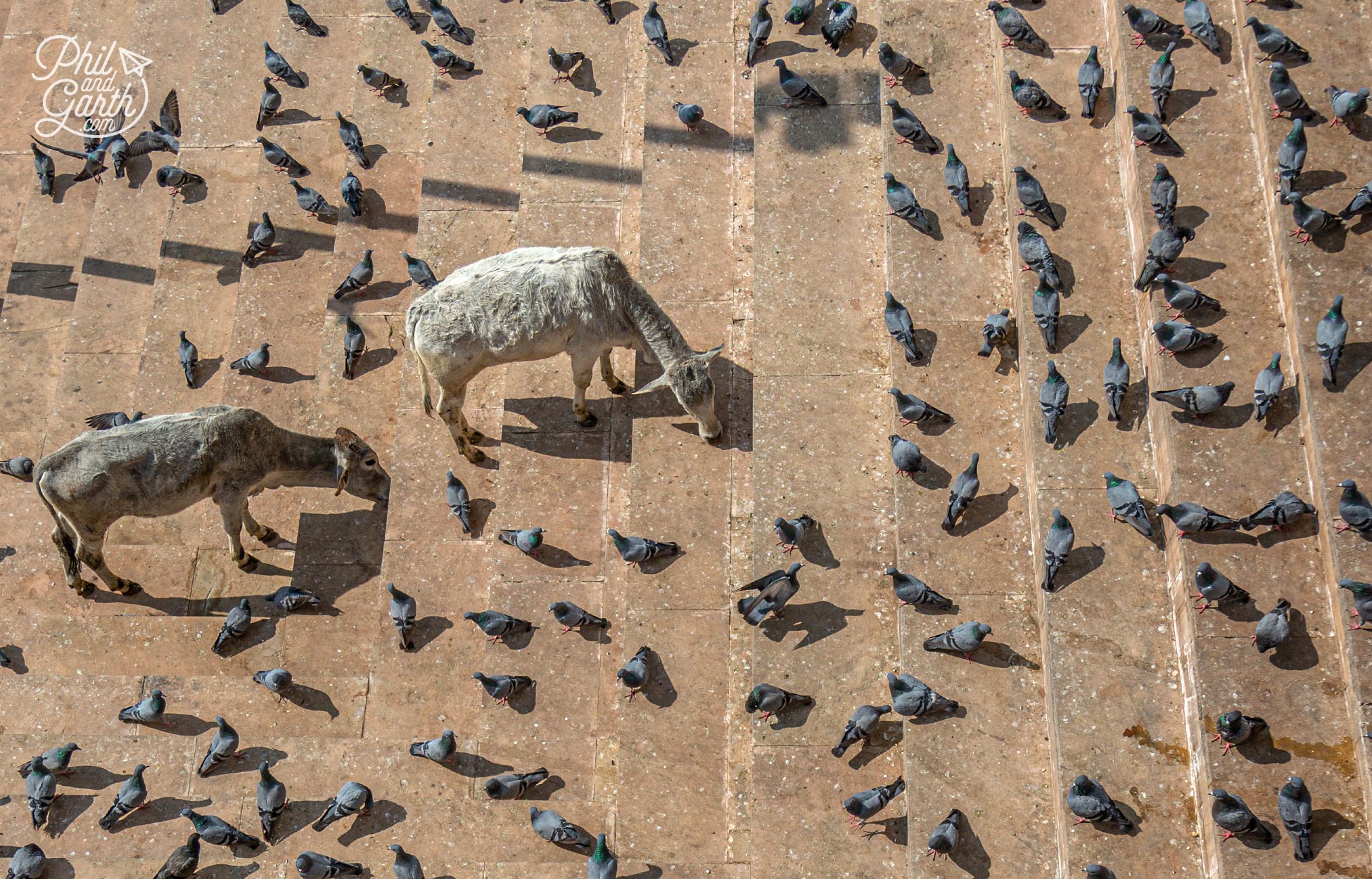 Pigeons and cows looking for food on the ghats