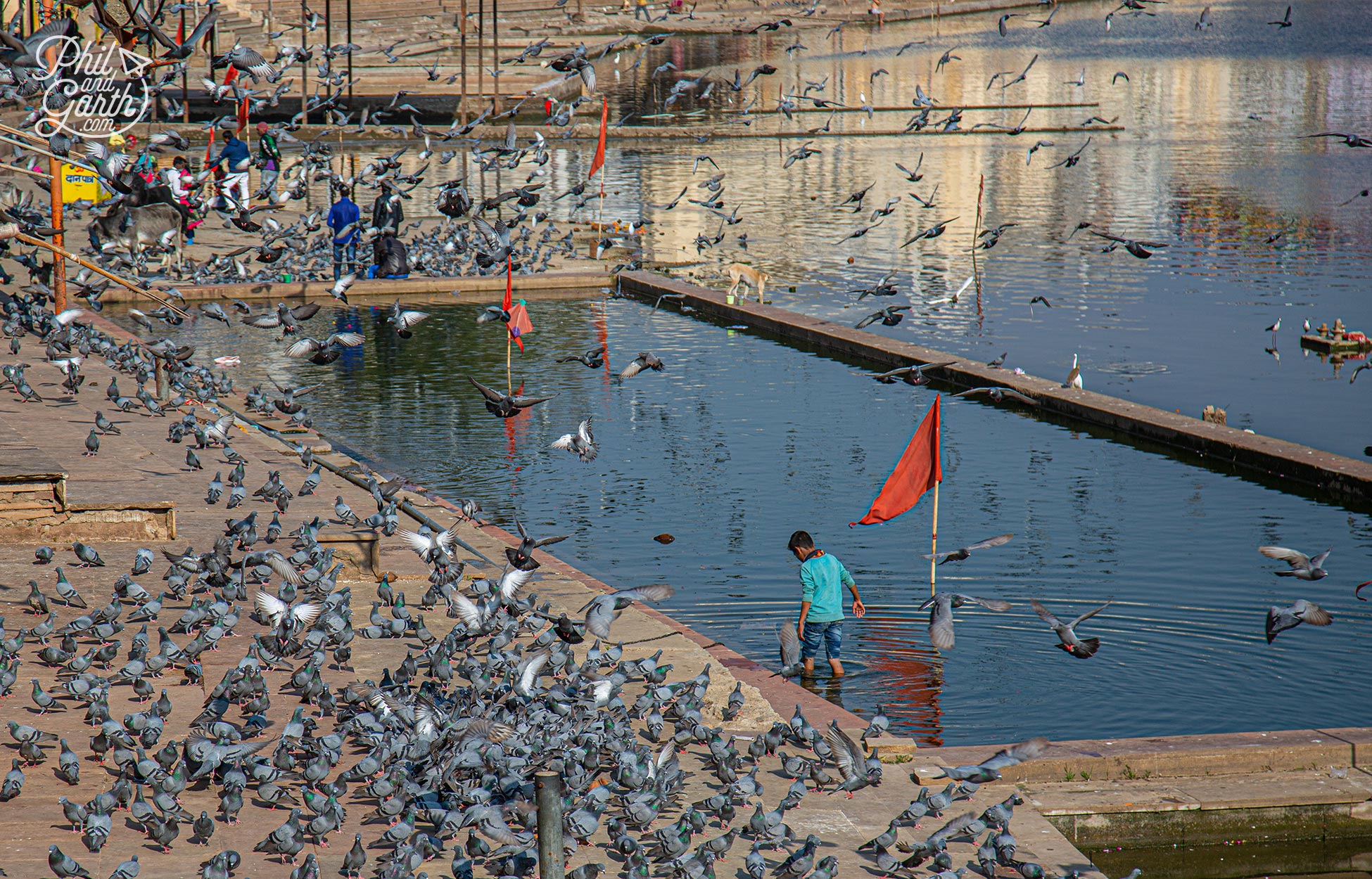 The hundreds of pigeons make for great photos