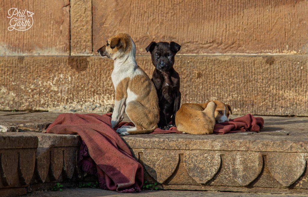 The Best Things To Do in Varanasi, India Phil and Garth