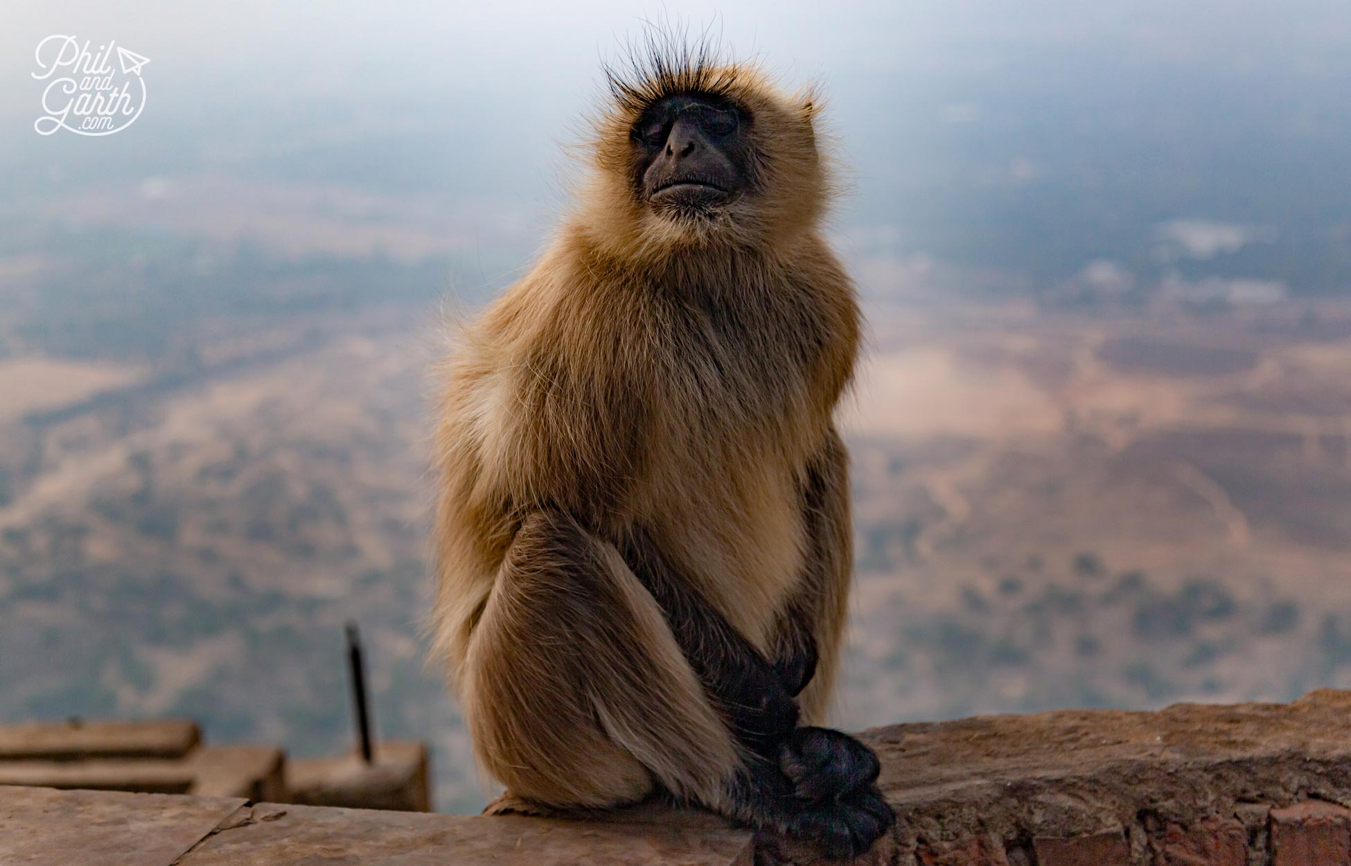 The cheeky monkeys at Savitri Temple