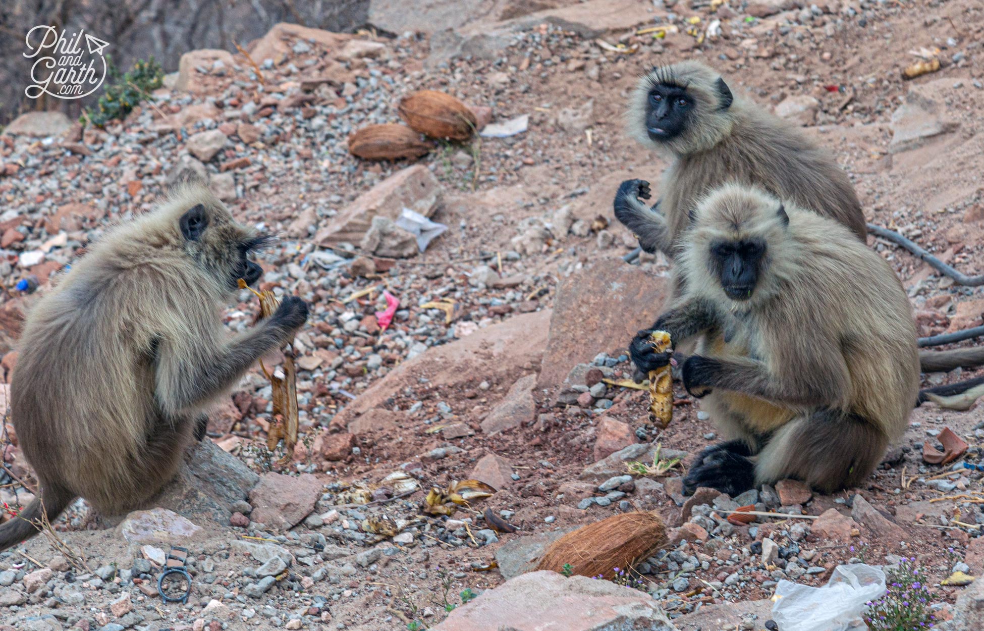 The monkeys love bananas and coconuts!