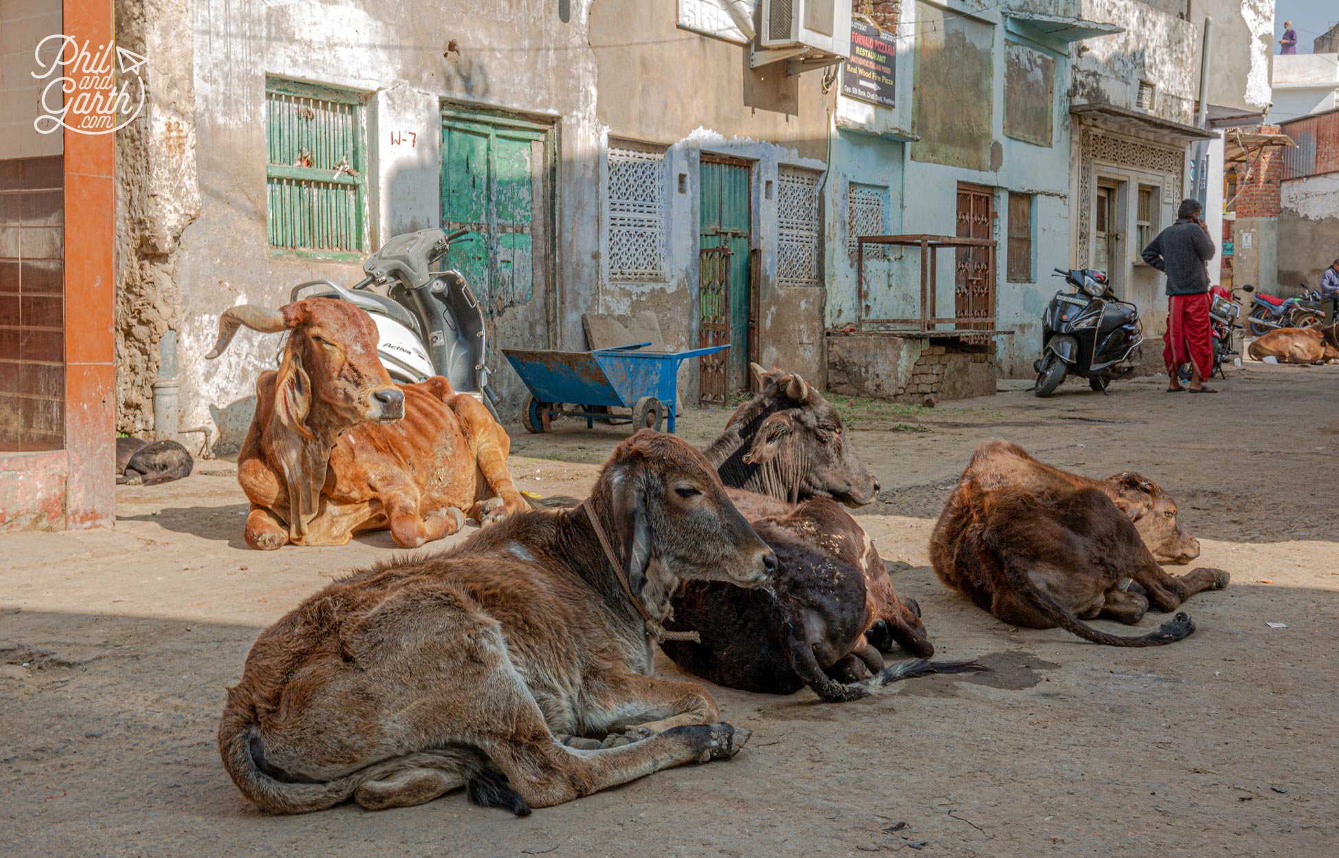 We found this group of holy cows resting in a back street