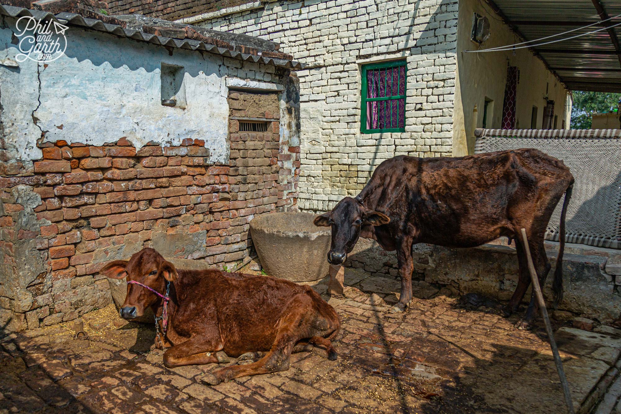 A couple of cows in a home's backyard 