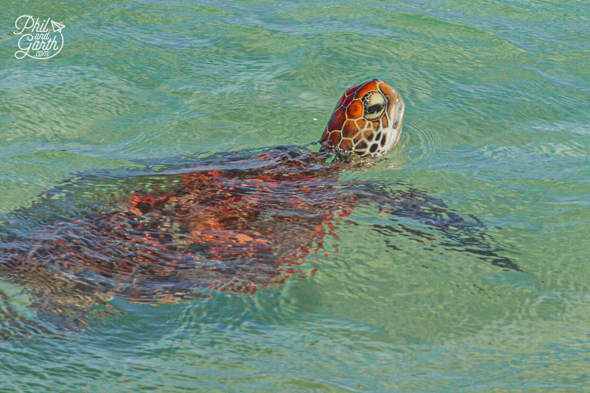 A green turtle pops up his head, there's large population of turtles here