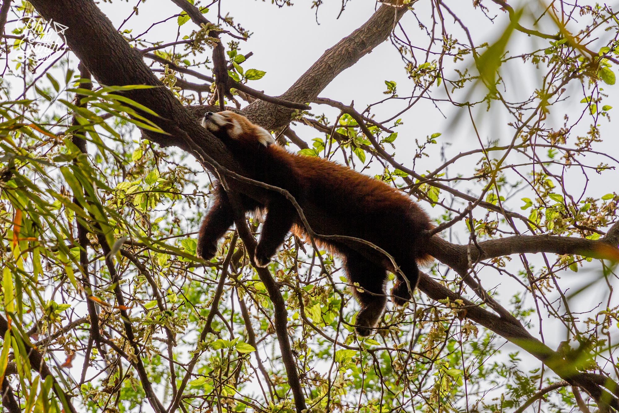 A red panda asleep in a tree