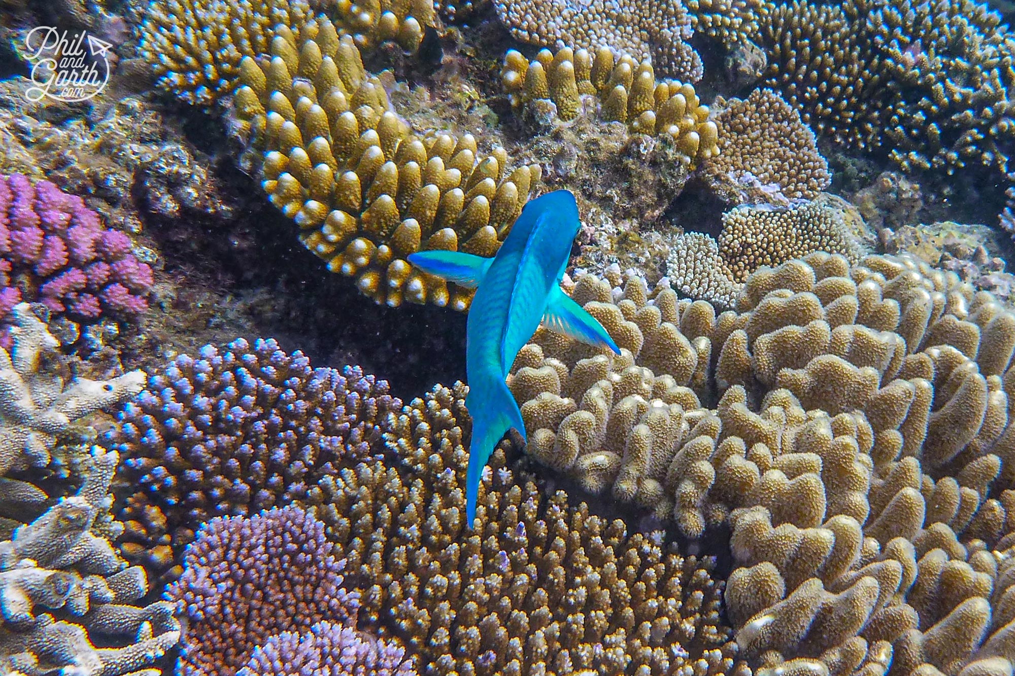 An electric blue fish glides past. Might be a blue parrotfish?