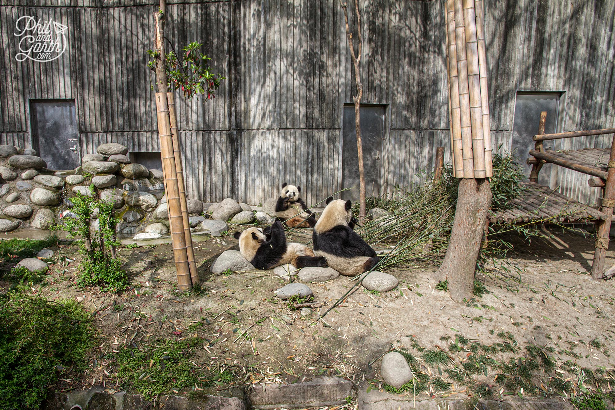 Another panda enclosure