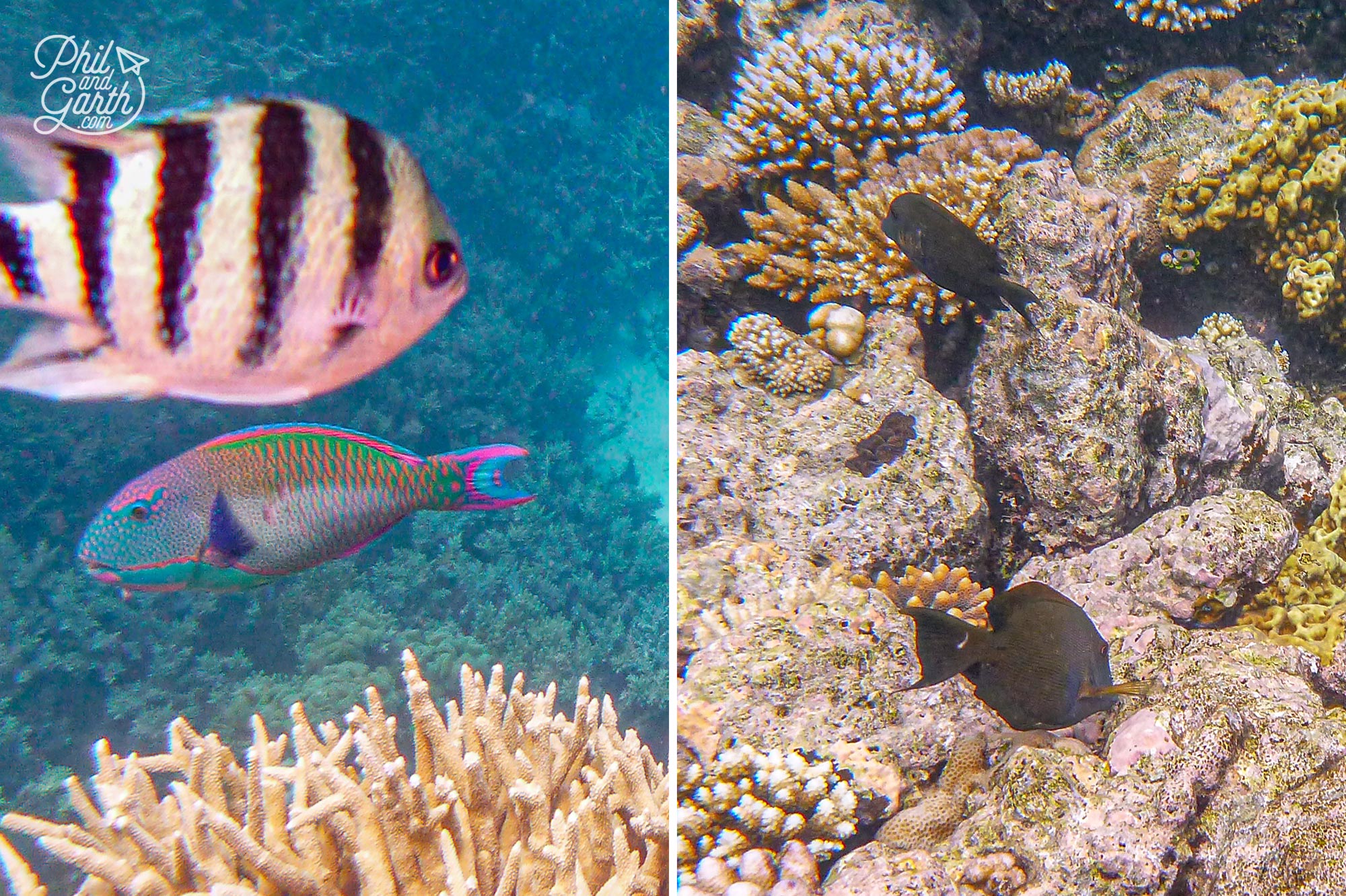 Bottom left a ridiculously colourful parrotfish