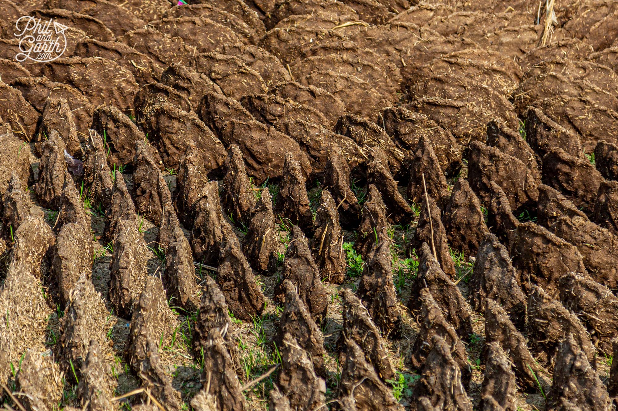 Dung cakes laid out to dry in the sun