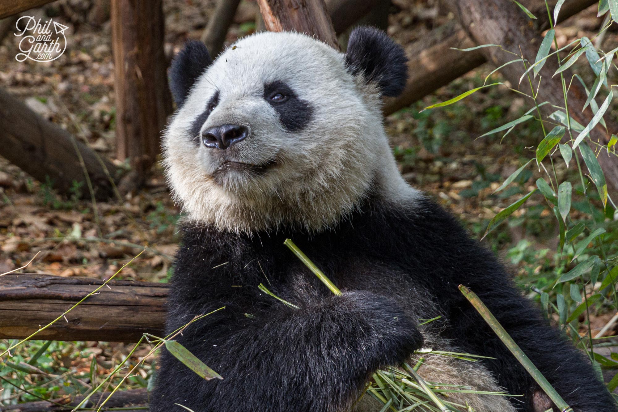 Giant pandas are our Number 2 of Chengdu attractions list