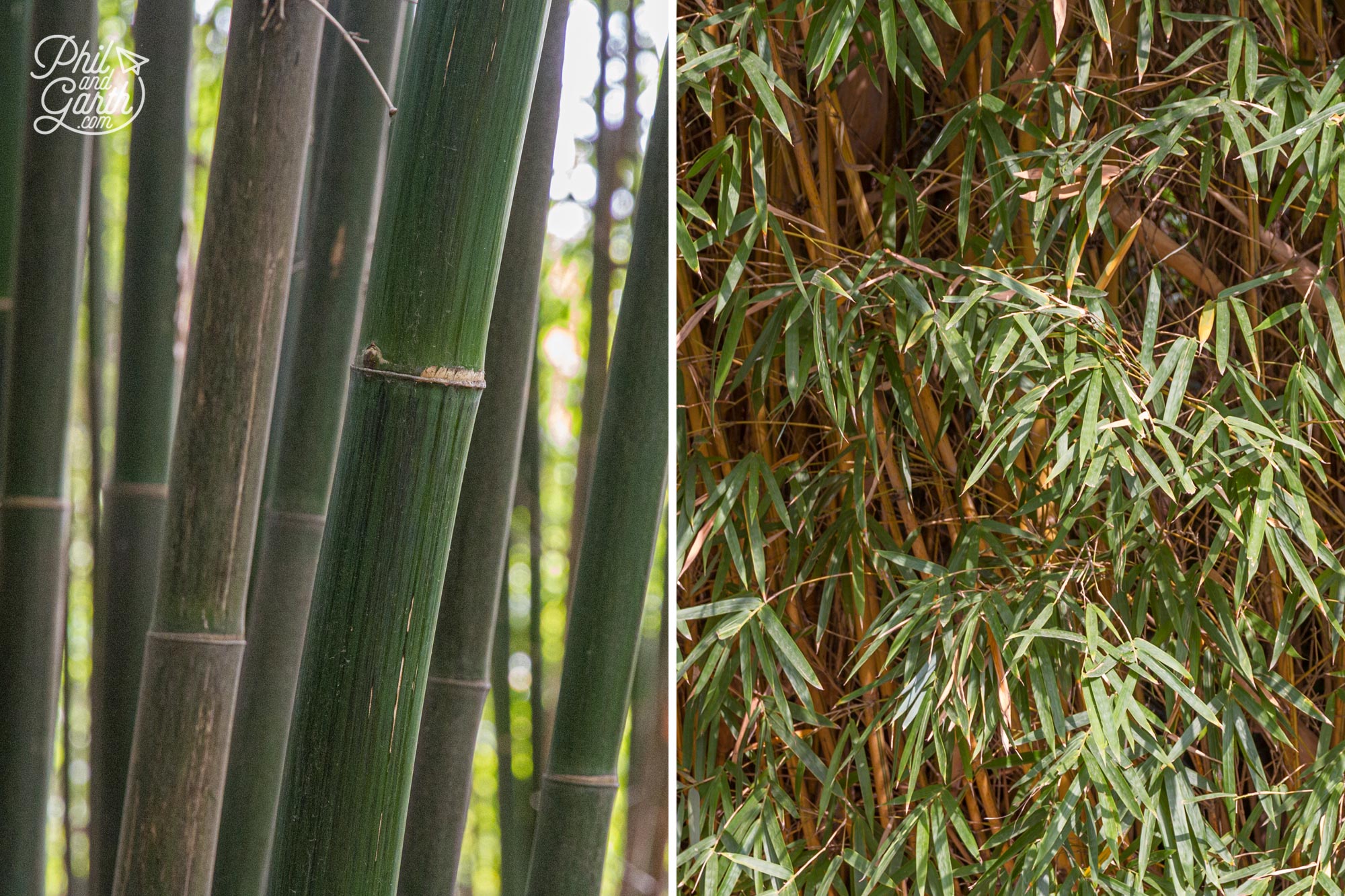 Giant pandas need to eat at least 2 different types of bamboo to avoid starvation