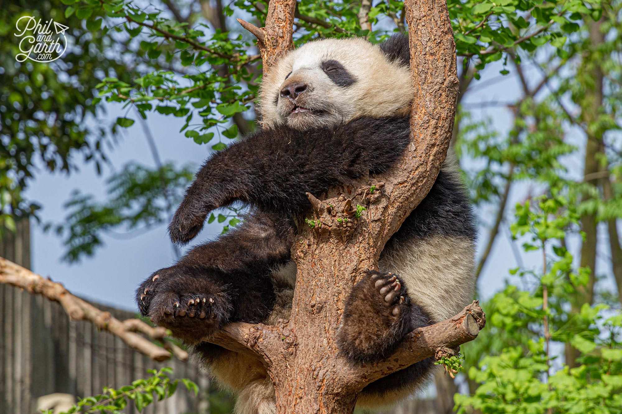 How cute is the baby panda asleep?