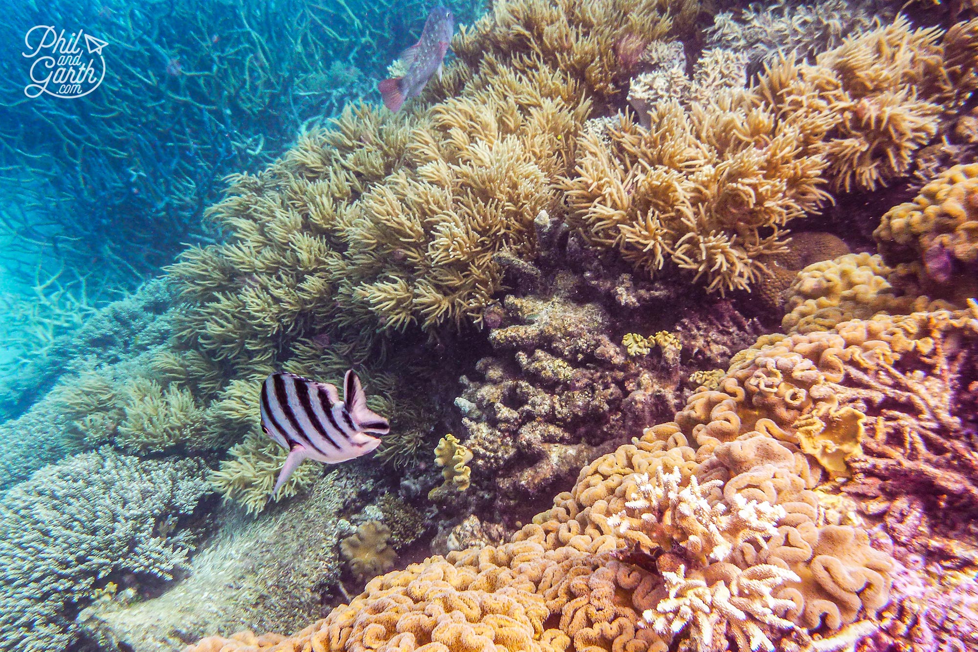 Looking for Nemo on the Great Barrier Reef