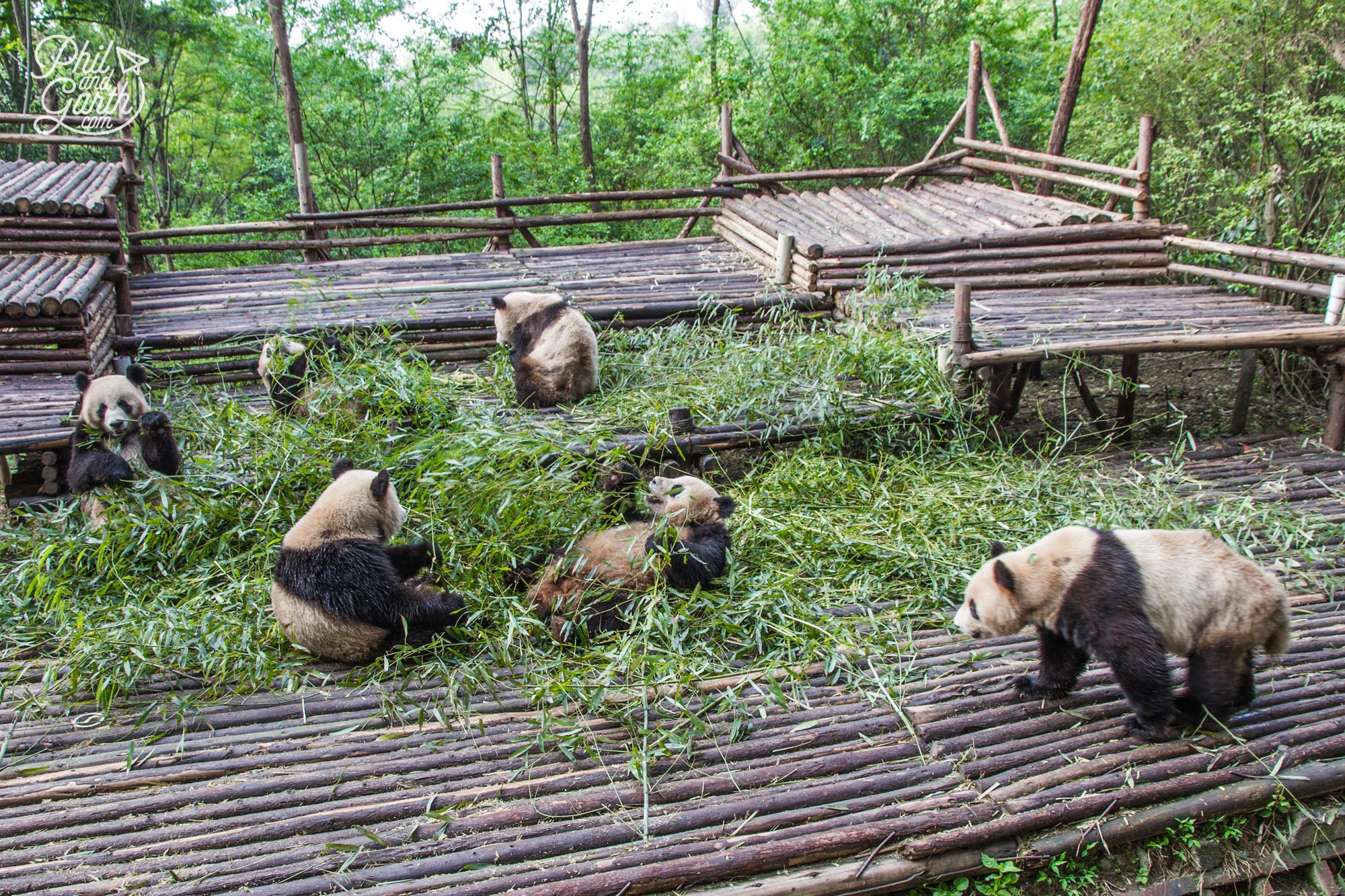 OMG Chengdu's cuddly and adorable giant pandas