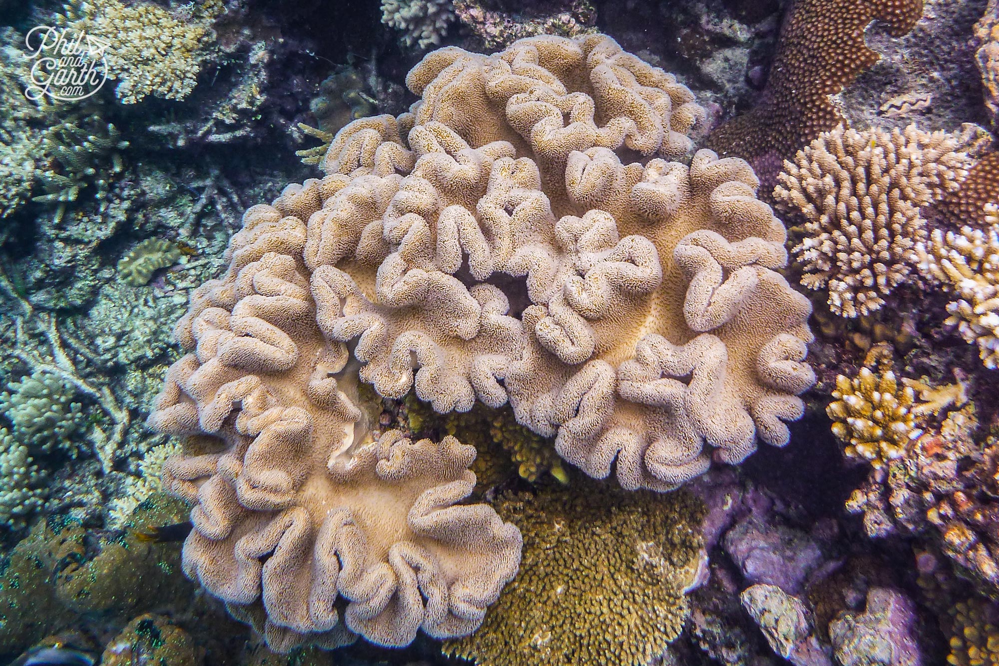 So many different types of coral, this one looks like a brain