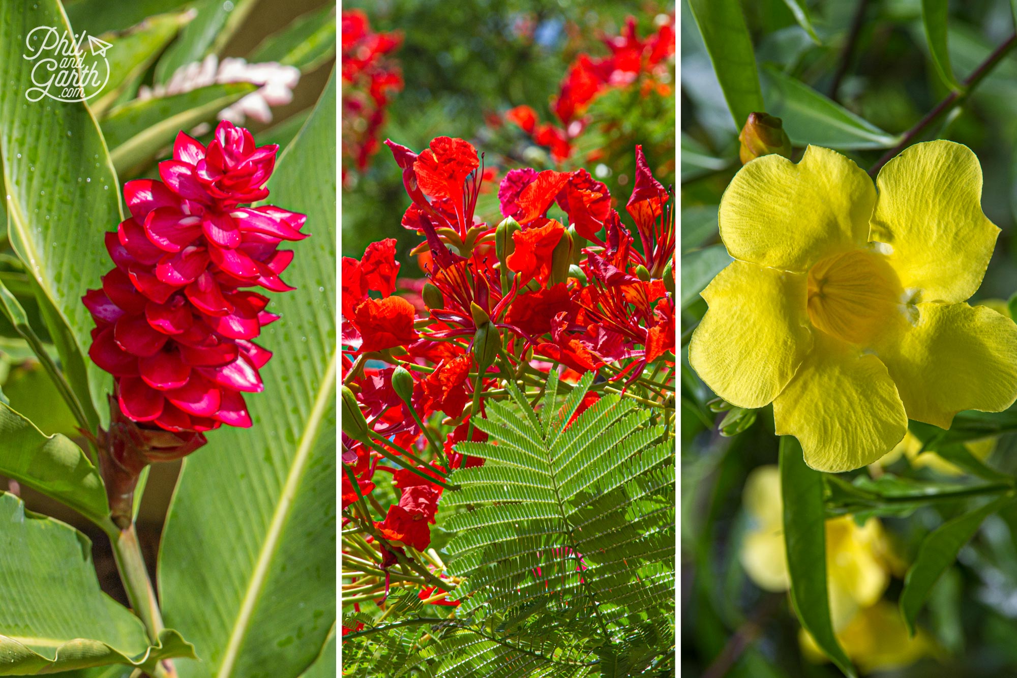 Some of the gorgeous flora of Port Douglas