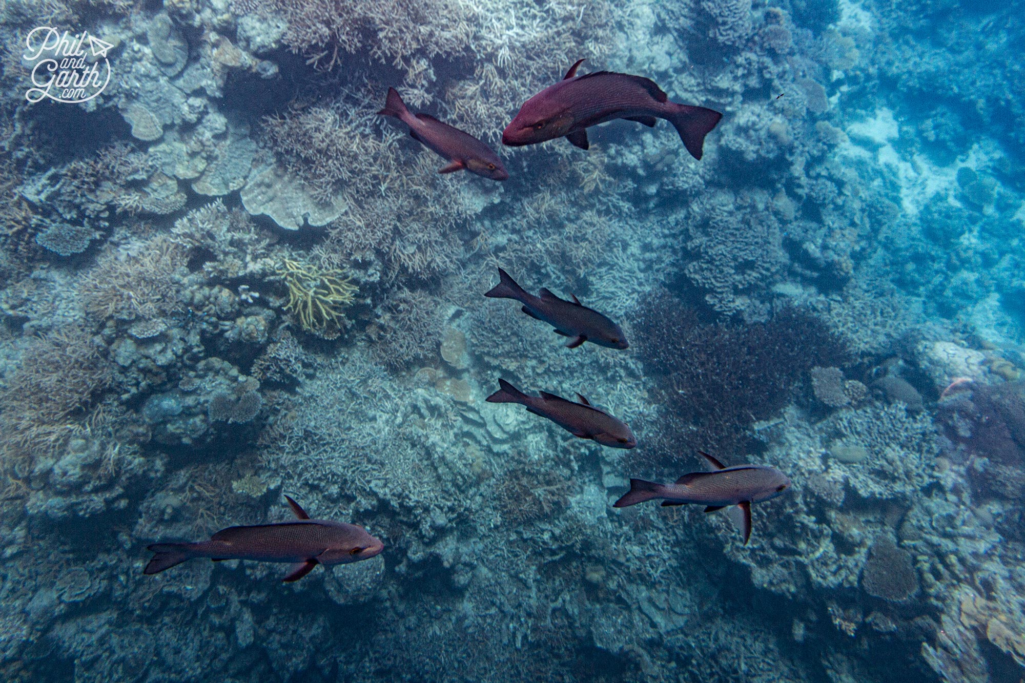 The Great Barrier Reef became a UNESCO World Heritage site in 1981